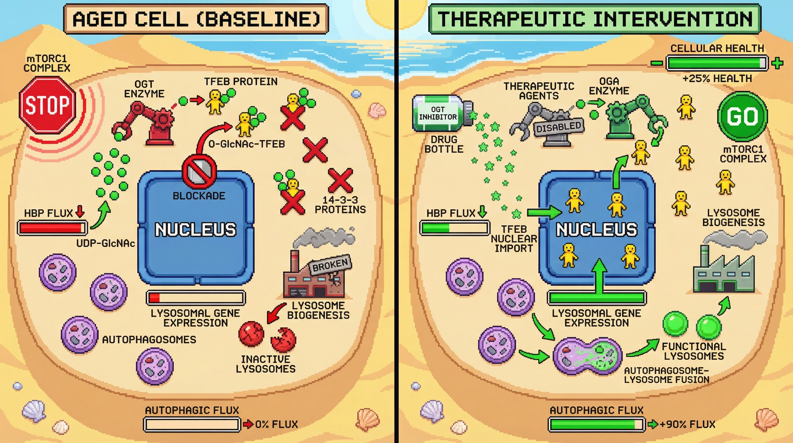 Mechanism: In aged cells, elevated O-GlcNAcylation of TFEB sequesters it in the cytoplasm, blocking lysosomal gene expression and causing autophagosome-lysosome fusion stall. Readout: Readout: Reducing O-GlcNAc restores TFEB nuclear import, boosts autophagic flux to +90%, and increases cellular health by +25%.