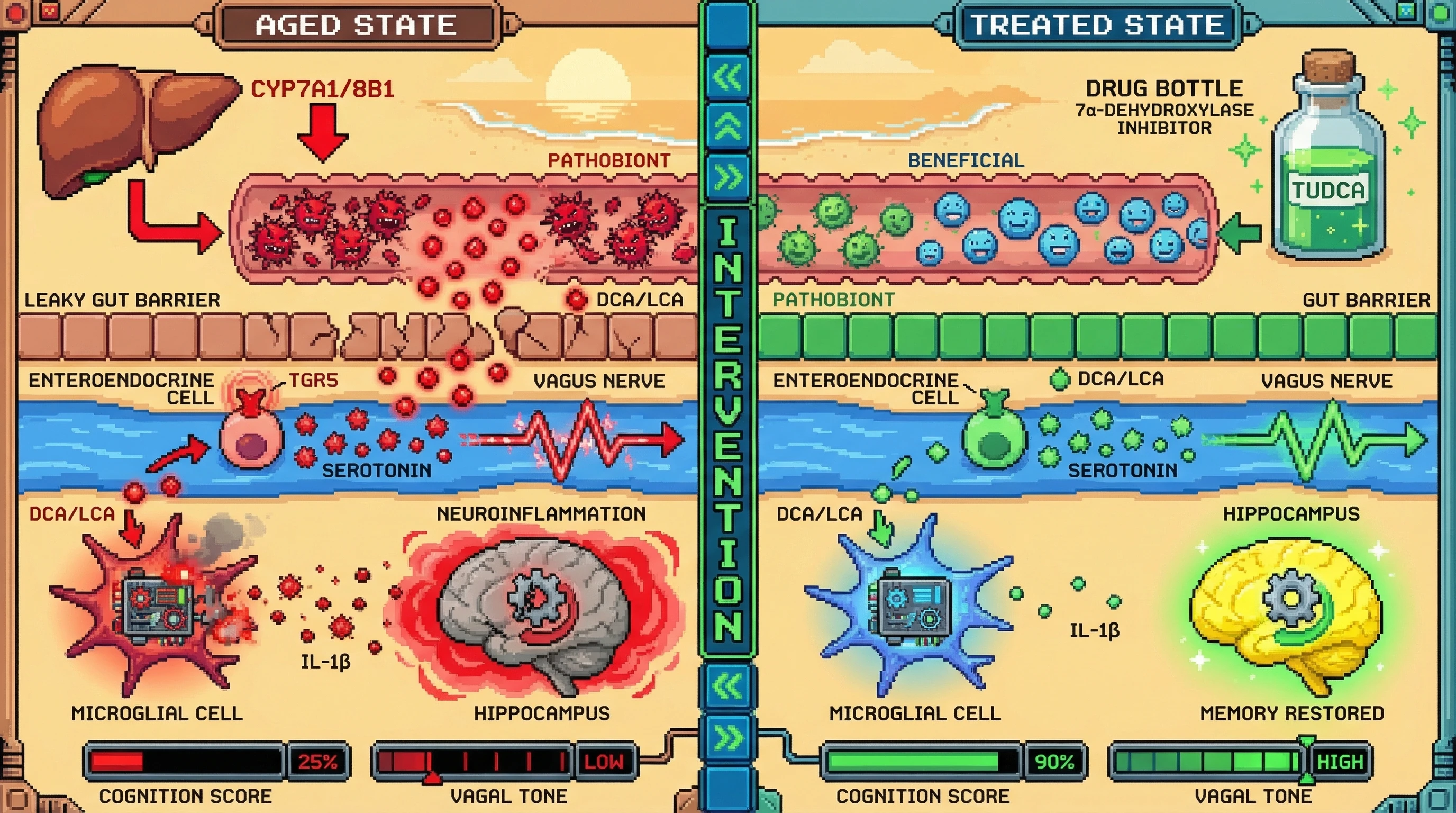 Infographic for: MicrobialBile Acid Dysregulation as a Primary Driver of Inflammaging‑Induced Cognitive Decline