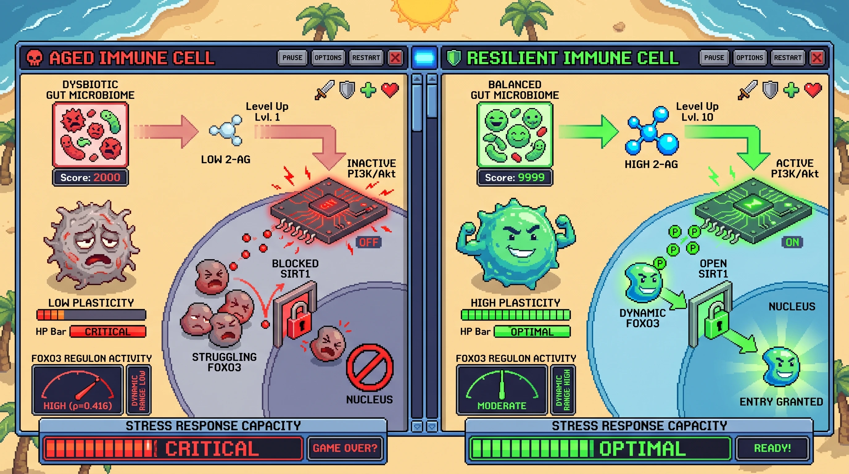 Infographic for: FOXO3 Regulatory Plasticity Links Microbiome-ECS Signaling to Immune Aging Resilience
