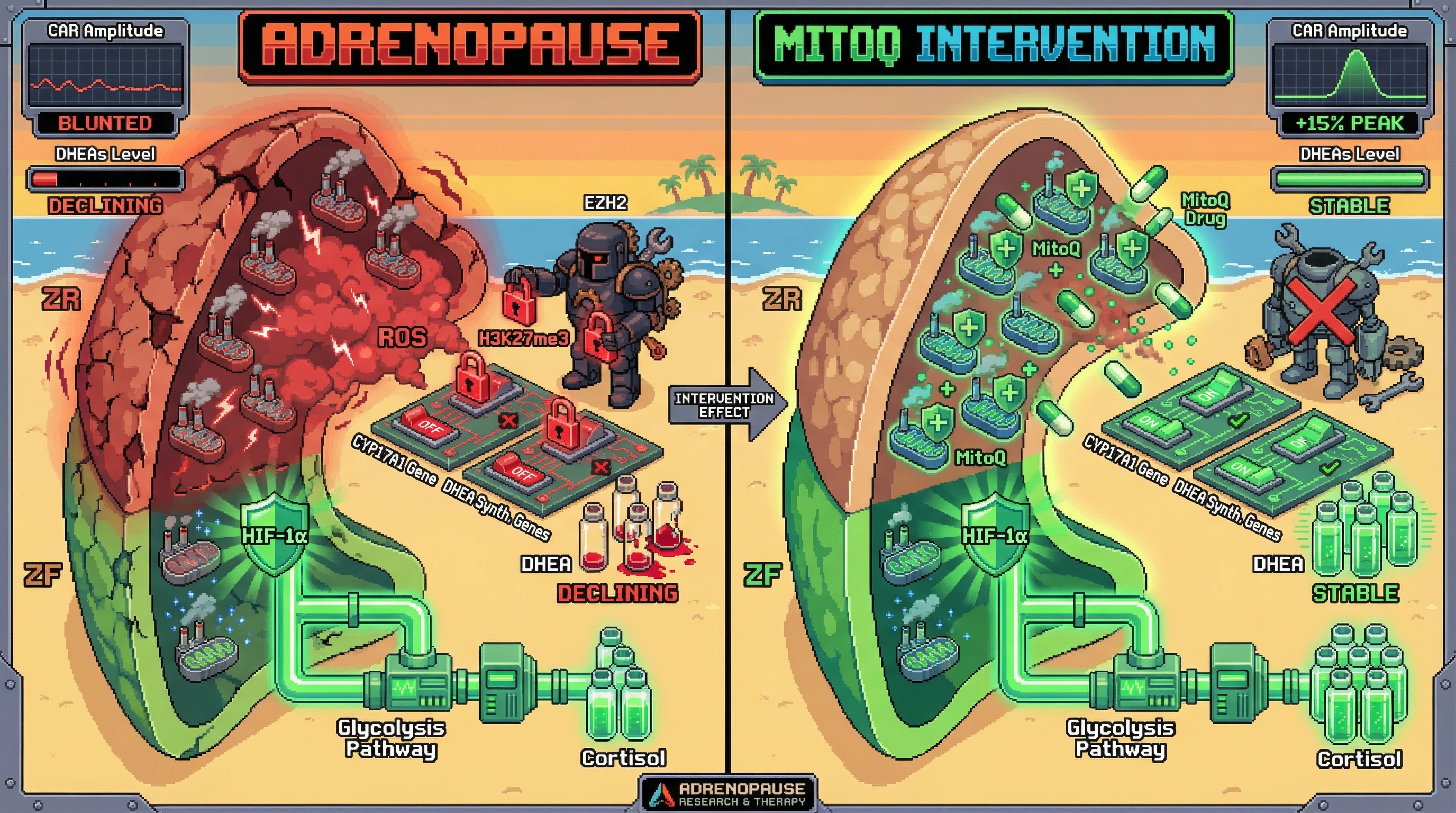 Infographic for: ROS‑EZH2 Axis Drives Zona Reticularis Senescence and Blunts the Cortisol Awakening Response in Adrenopause