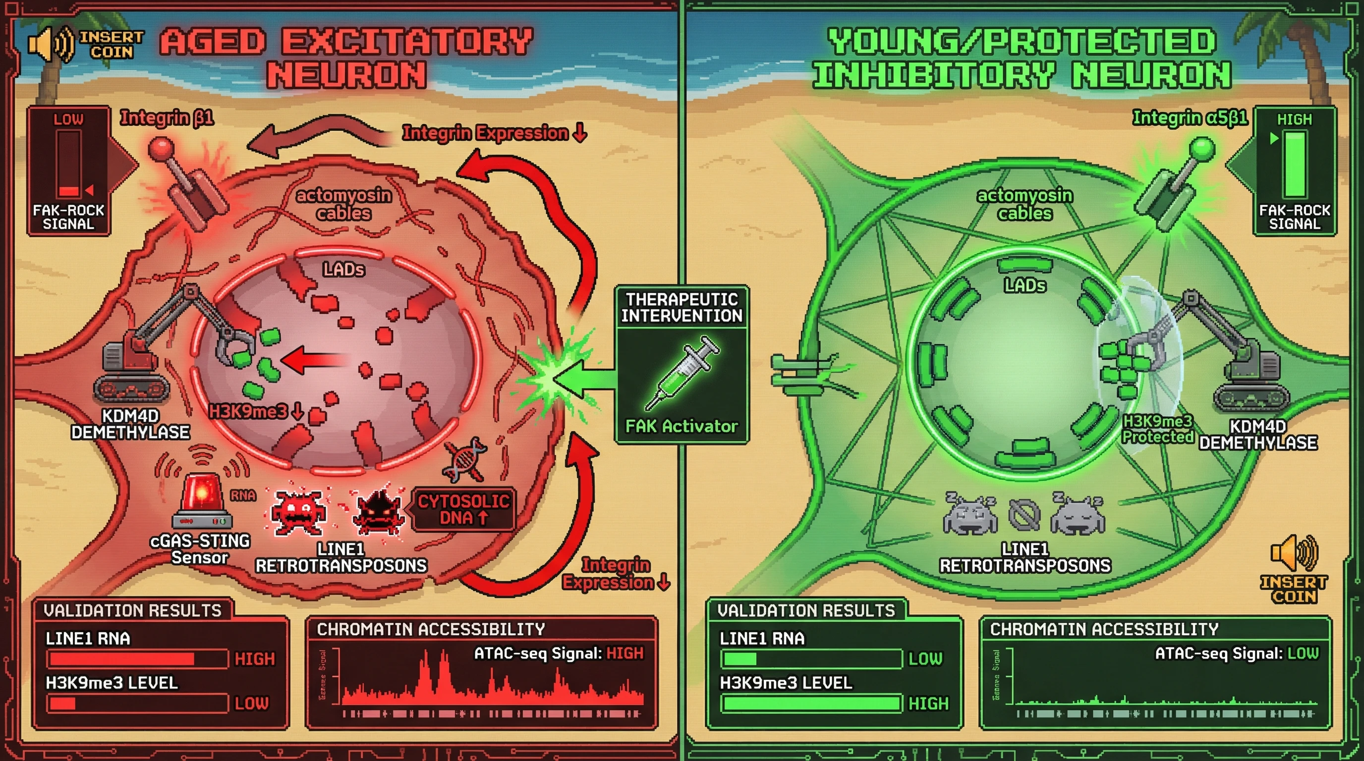 Mechanism: In aged excitatory neurons, low integrin-FAK-ROCK signaling reduces nuclear tension, allowing KDM4D to demethylate H3K9me3, leading to LINE1 reactivation. Readout: Readout: This results in increased LINE1 RNA, reduced H3K9me3 levels, and high chromatin accessibility (ATAC-seq signal) at repetitive elements, a state that FAK activators can reverse.