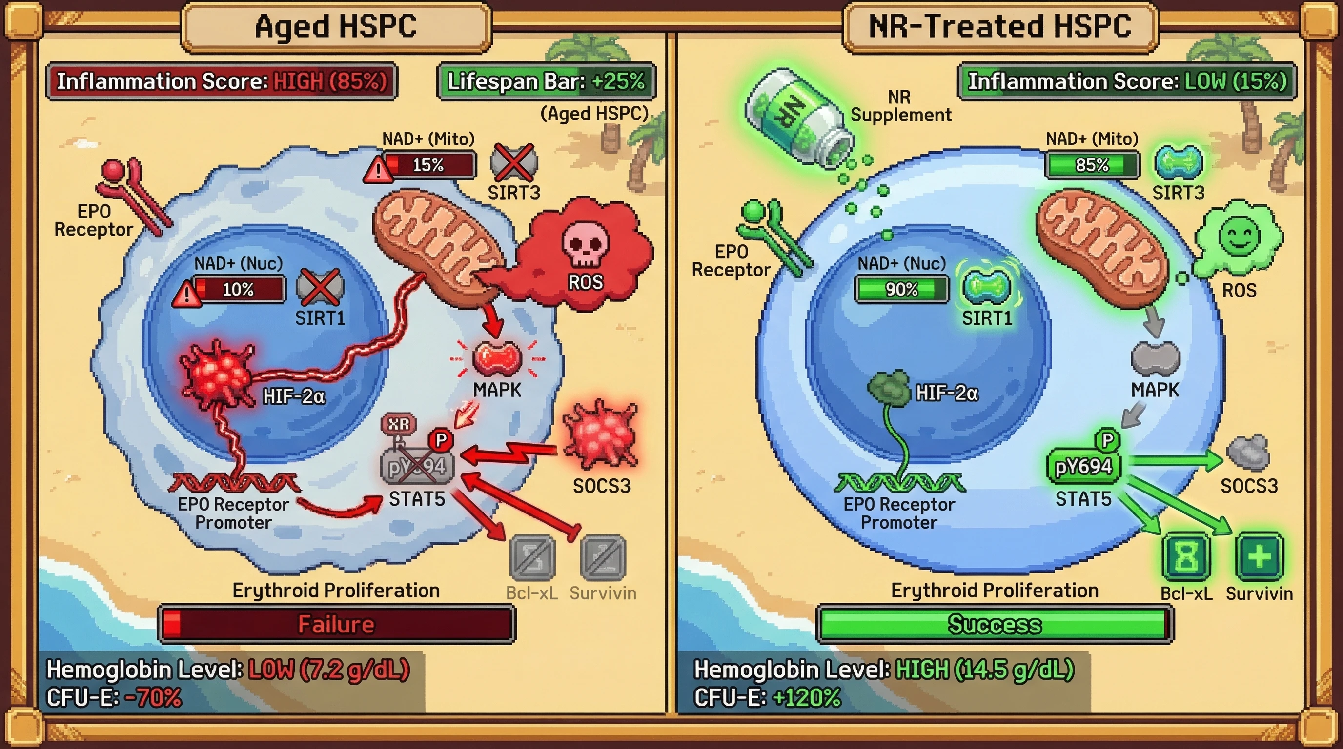 Mechanism: NAD+ deficiency in aged hematopoietic stem cells stabilizes HIF-2α and increases ROS, leading to SOCS3 induction and inhibitory STAT5 phosphorylation despite EPO binding. Readout: Readout: Nicotinamide riboside (NR) treatment restores NAD+, reducing HIF-2α and ROS, which increases STAT5 tyrosine phosphorylation, boosts erythroid colony-forming units (CFU-E) by 120%, and elevates hemoglobin levels.