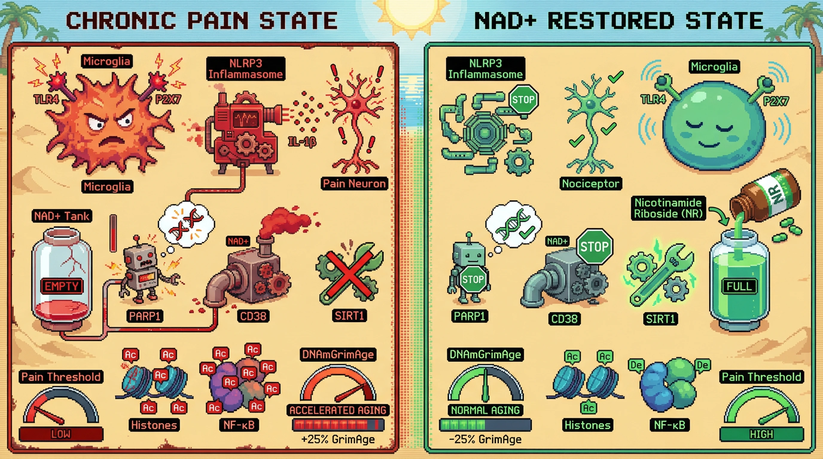 Mechanism: Chronic pain activates microglial NLRP3, depleting NAD+ via PARP1/CD38, which inactivates SIRT1 and promotes epigenetic aging. Readout: Readout: NAD+ repletion reduces DNAmGrimAge acceleration and increases pain thresholds, linking pain hypersensitivity to biological aging.