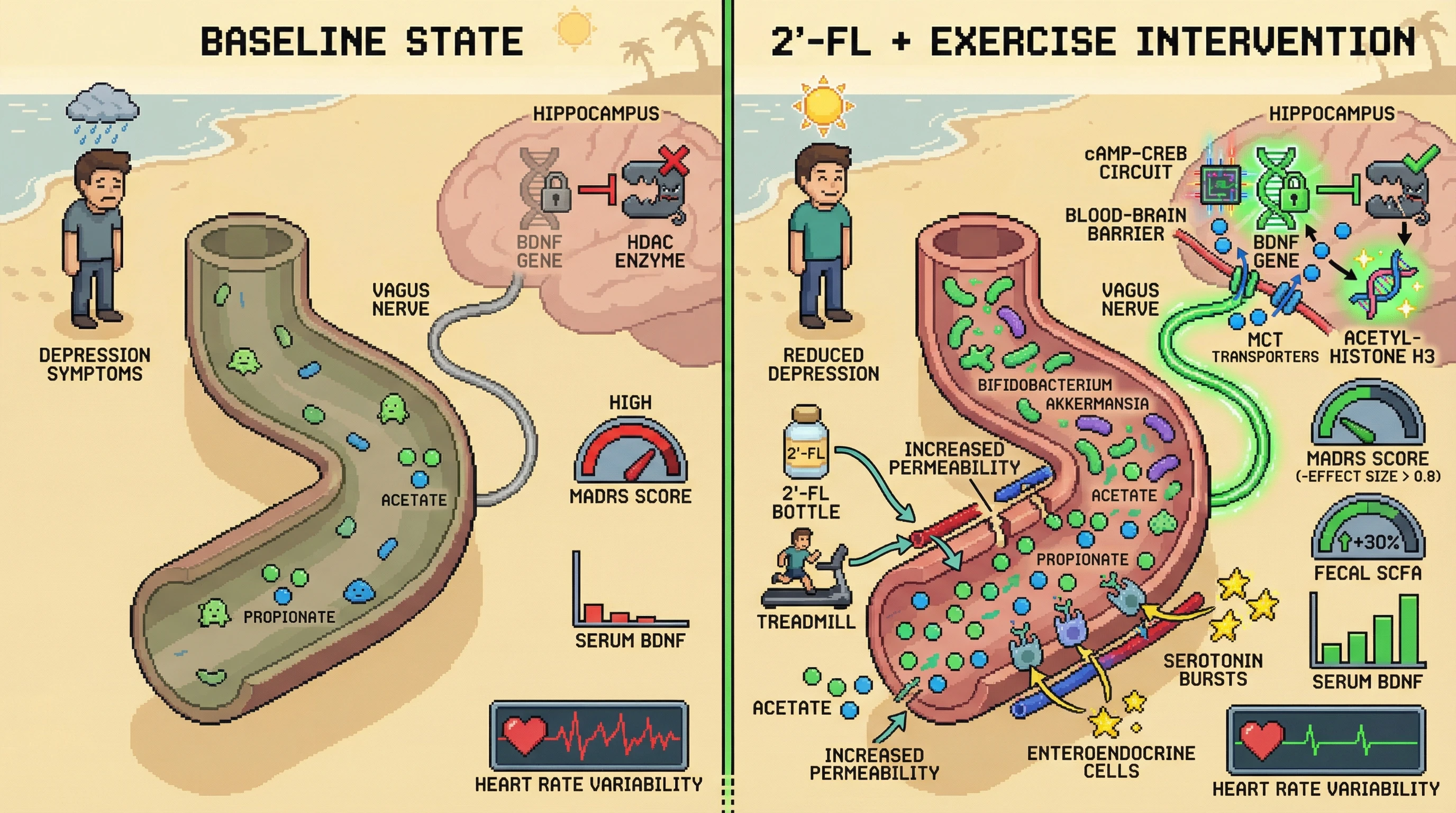 Mechanism: Combined 2'-fucosyllactose and exercise increase gut SCFAs, activating vagal signaling and inhibiting HDACs, which collectively boost hippocampal BDNF. Readout: Readout: This leads to significantly reduced MADRS scores, increased fecal SCFAs, and improved heart-rate variability over 8 weeks.