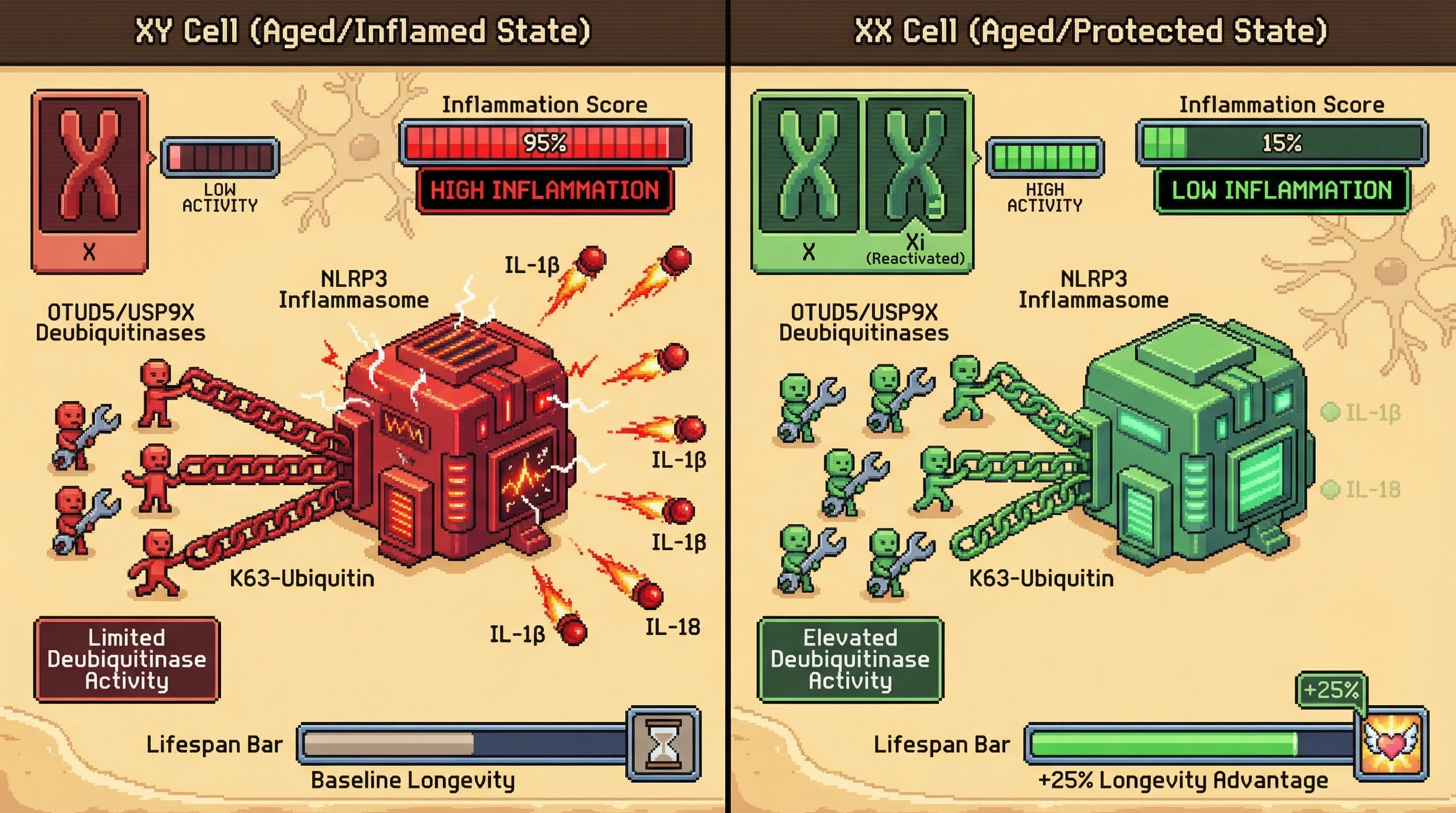 Infographic for: X-Chromosome Reactivation Silences the NLRP3 Inflammasome via Dosage-Dependent Deubiquitinating Enzymes