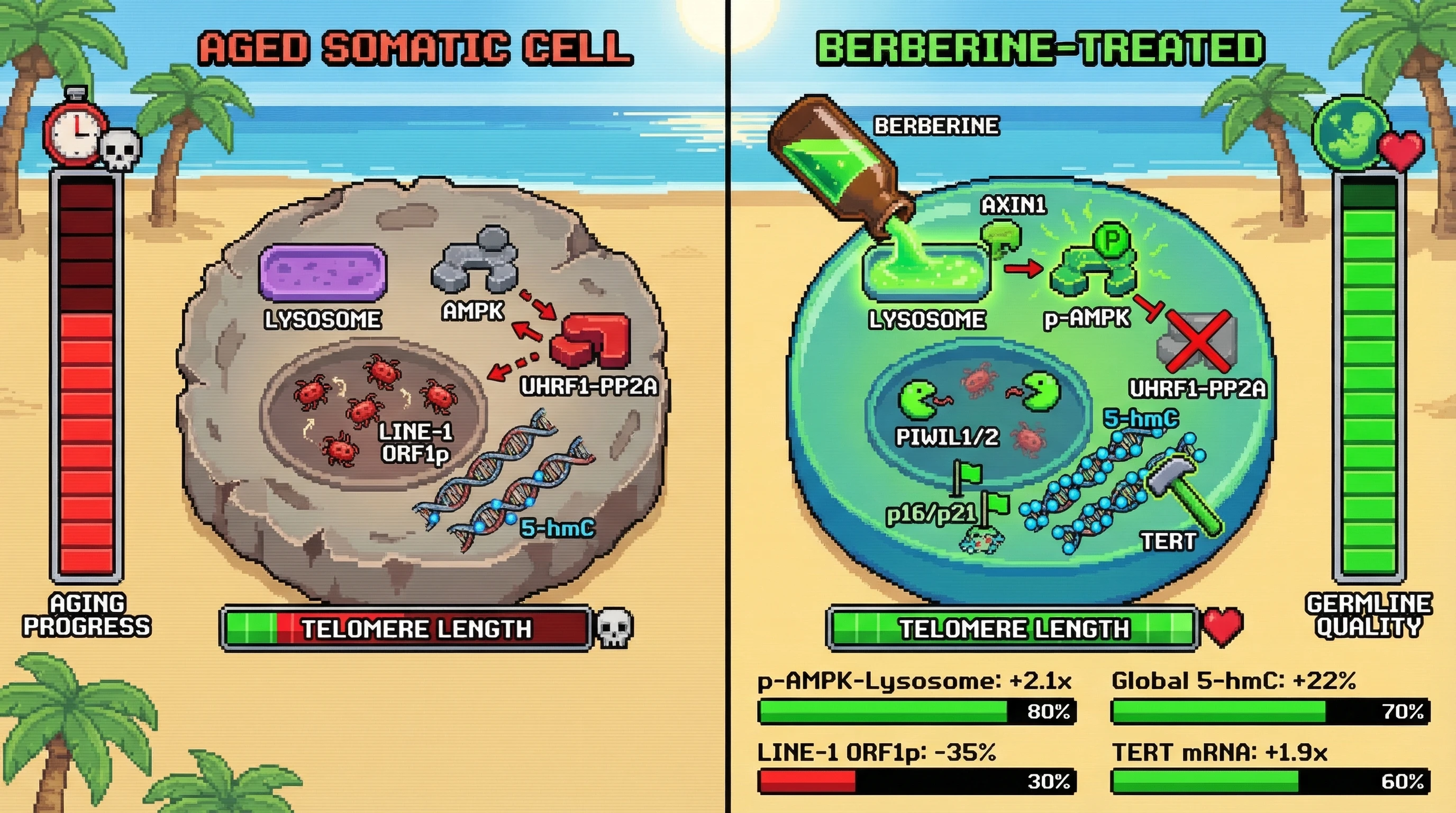Infographic for: Berberine‑induced AMPK activation reprograms somatic cells toward germline‑like maintenance