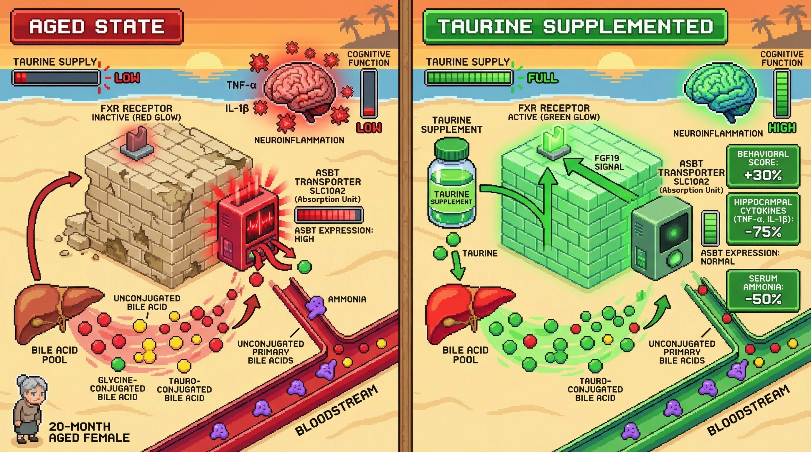 Infographic for: Taurine Deficiency Drives Age‑Dependent Ileal ASBT Upregulation and Gut‑Brain Axis Dysfunction