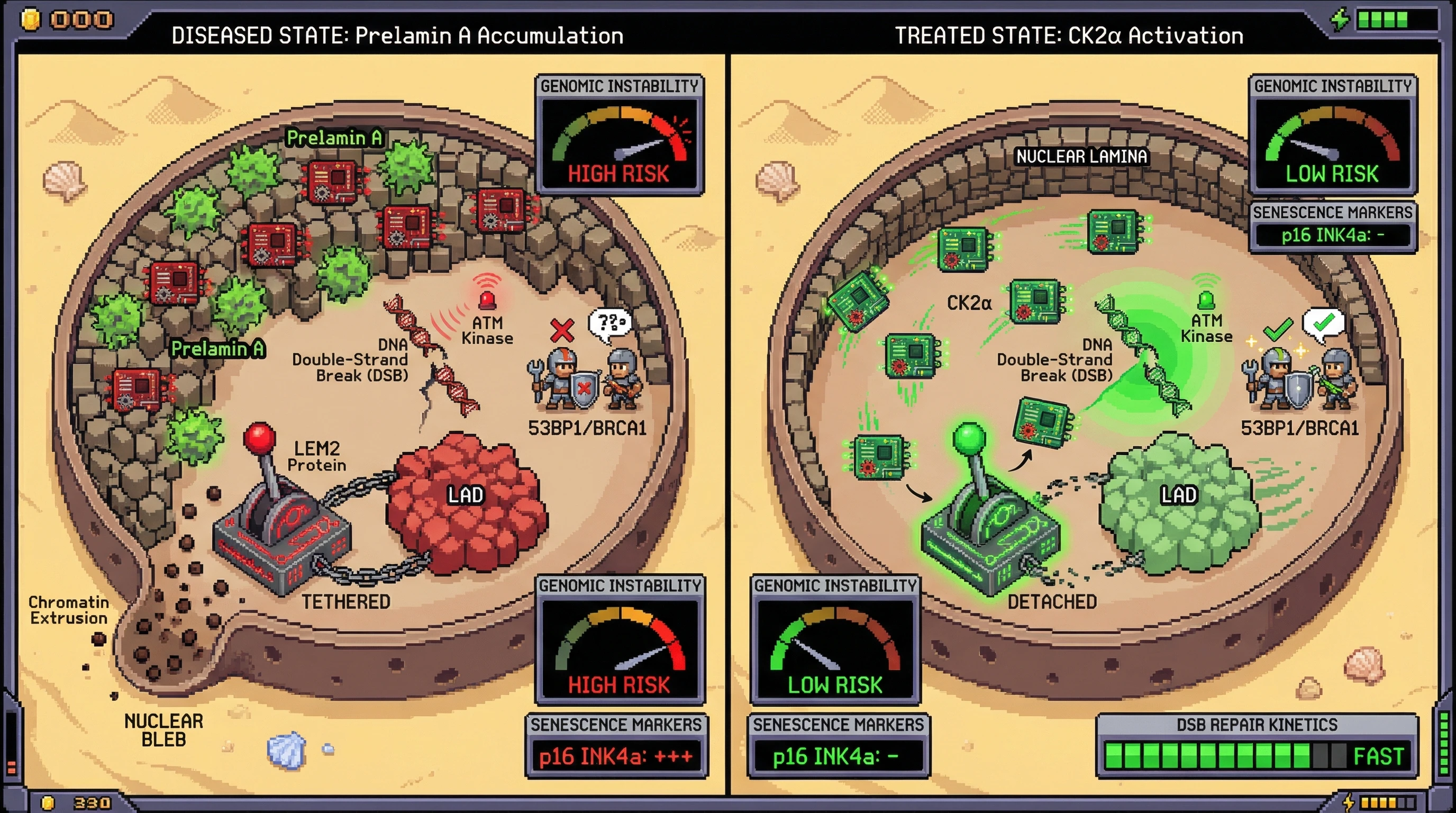 Infographic for: Prelamin A‑CK2α sequestration blocks LEM2 phosphorylation, impairing ATM‑dependent LAD detachment and driving genomic instability