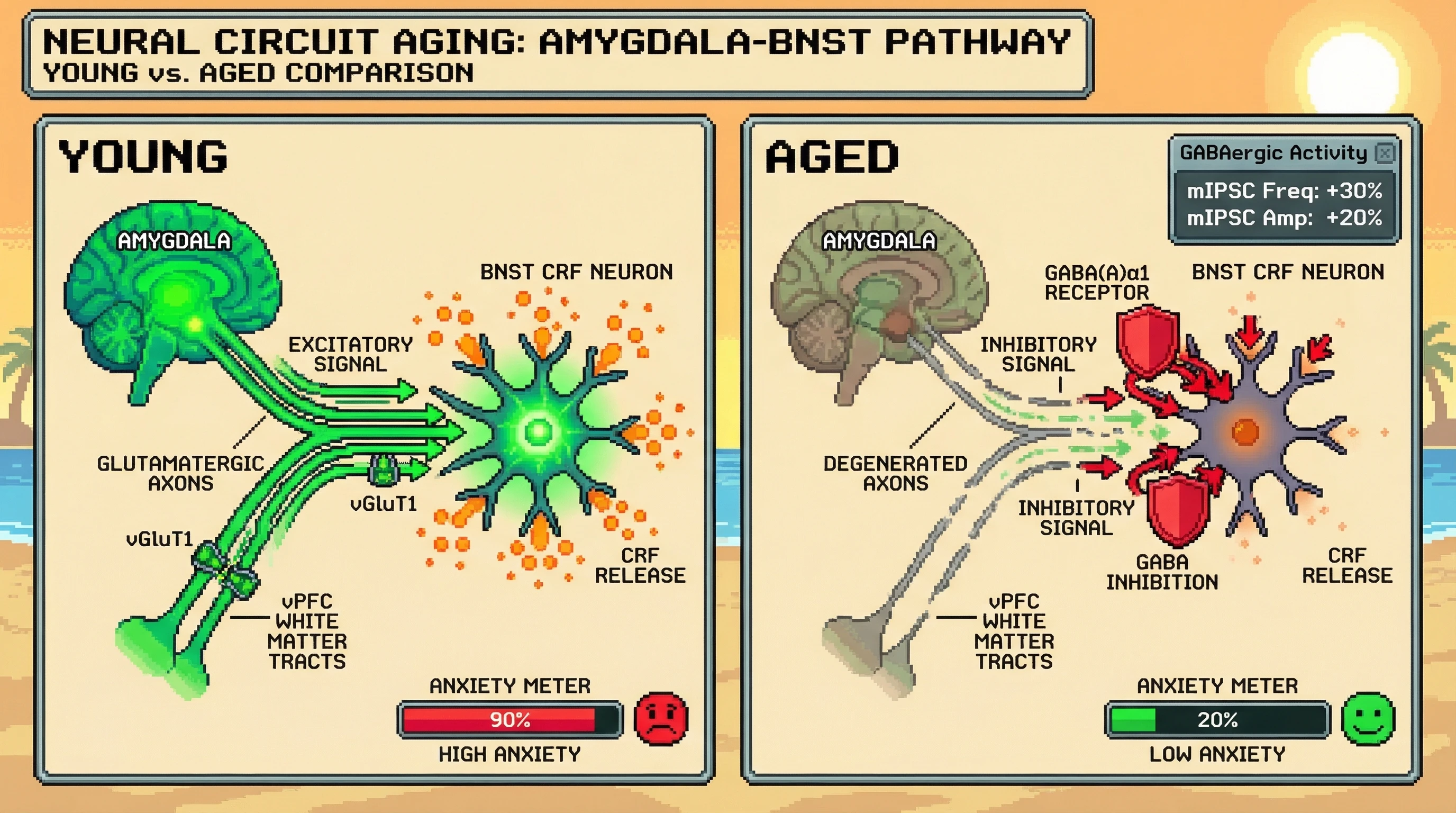 Infographic for: Age-Related White Matter Loss Dampens BNST CRF Neuron Hyperexcitability via GABAergic Compensation, Reducing Anxiety