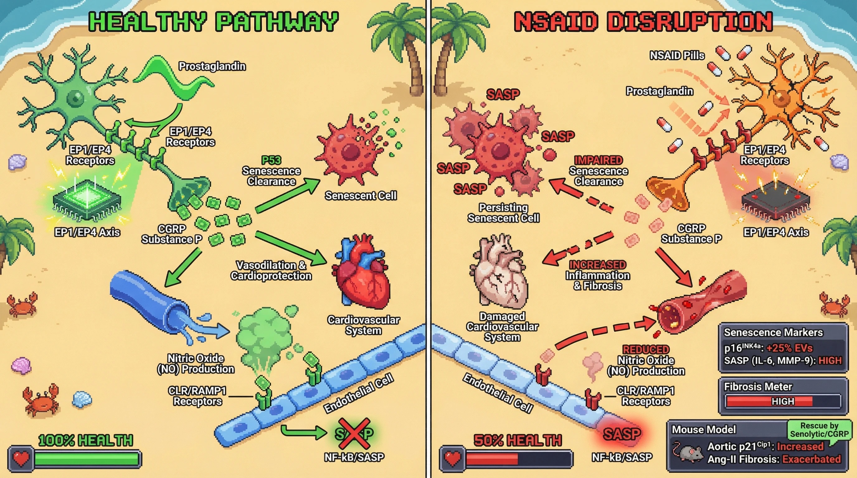 Infographic for: Hypothesis: Chronic NSAID‑induced suppression of prostaglandin‑driven CGRP/substance P accelerates senescence‑dependent cardiovascular aging