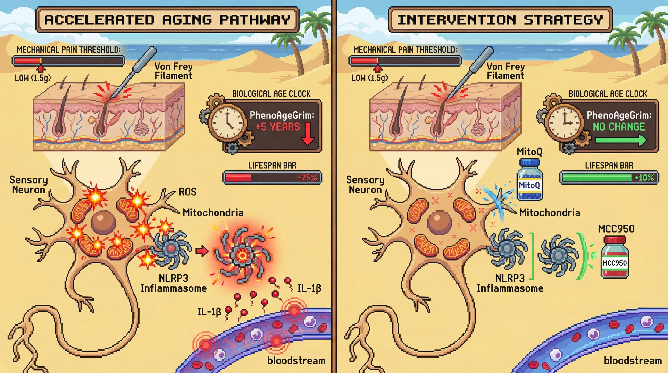 Mechanism: Low mechanical pain threshold correlates with heightened mitochondrial ROS in sensory neurons, activating the NLRP3 inflammasome to release pro-aging cytokines. Readout: Readout: This pathway accelerates epigenetic age (PhenoAgeGrim) and reduces lifespan, effects attenuated by MitoQ or MCC950 intervention.