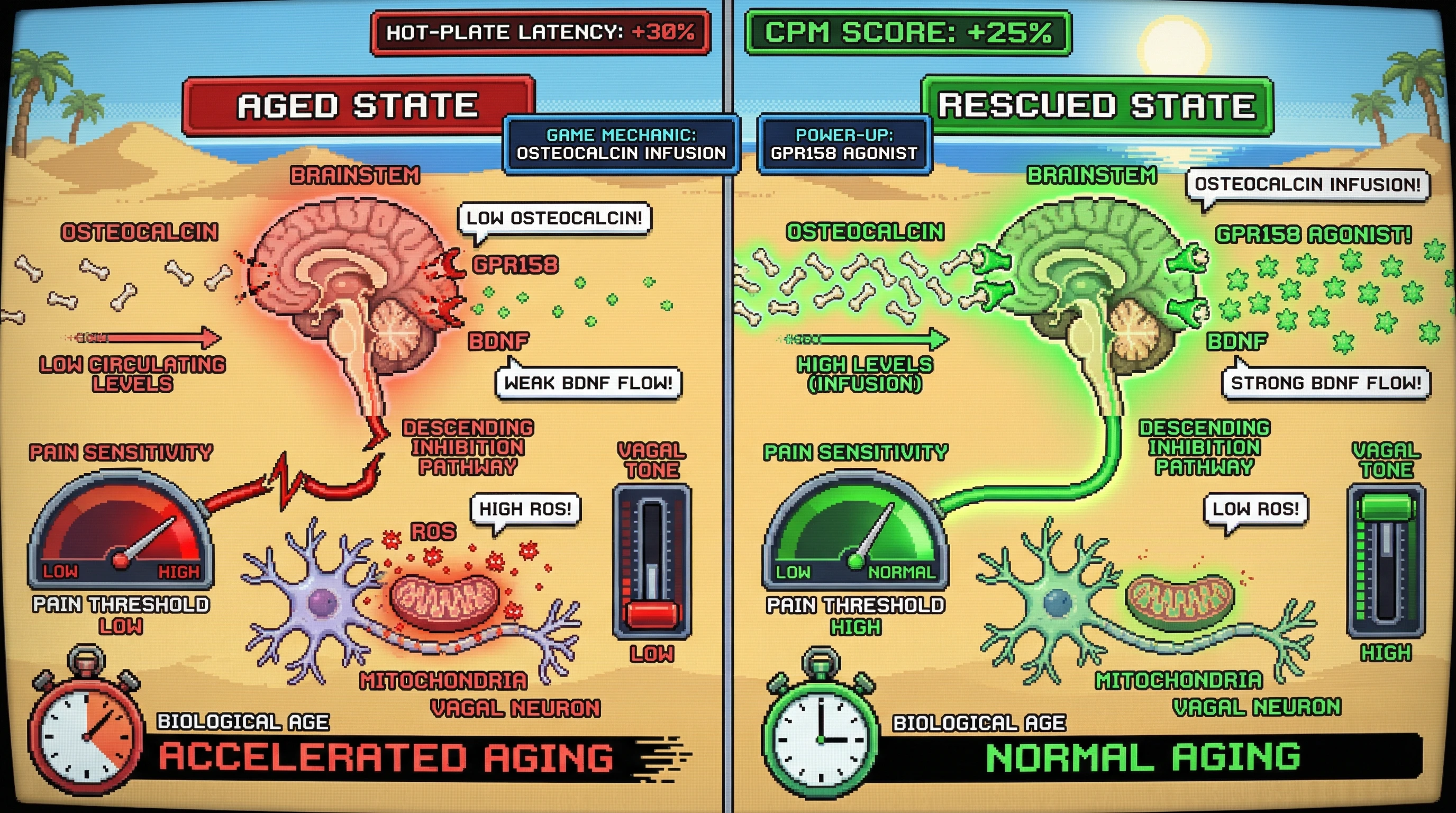 Mechanism: Age-related decline in osteocalcin reduces GPR158-BDNF signaling in the brainstem, weakening descending pain inhibition and vagal tone. Readout: Readout: Osteocalcin infusion in aged mice increases hot-plate latency and CPM scores, while raising hippocampal BDNF levels and normalizing biological age markers.