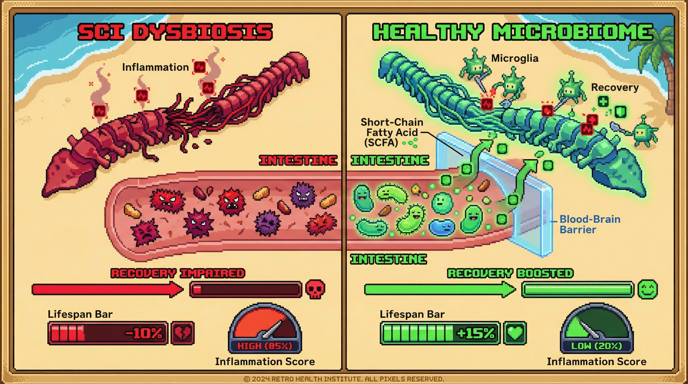 Infographic for: Gut bacteria modulate spinal cord injury recovery through short-chain fatty acids and microglial activation