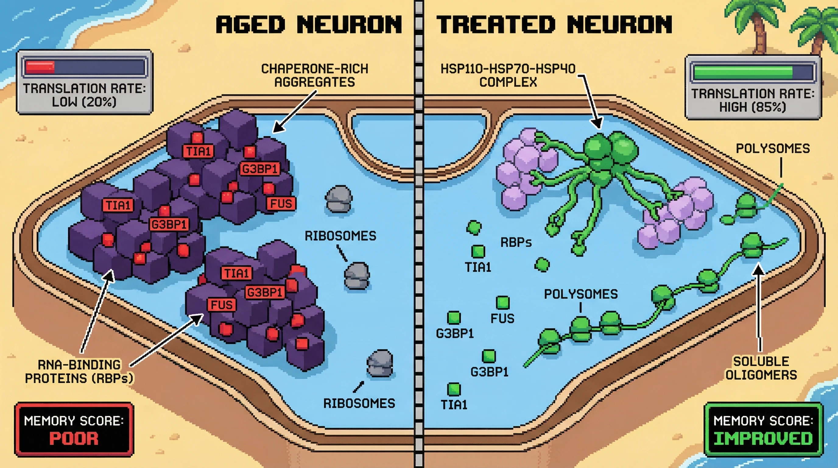 Mechanism: In aged neurons, aggregates sequester RNA-binding proteins, impairing translation. Readout: Readout: Activating the HSP110 disaggregase complex releases these proteins, boosting translation and improving memory scores.