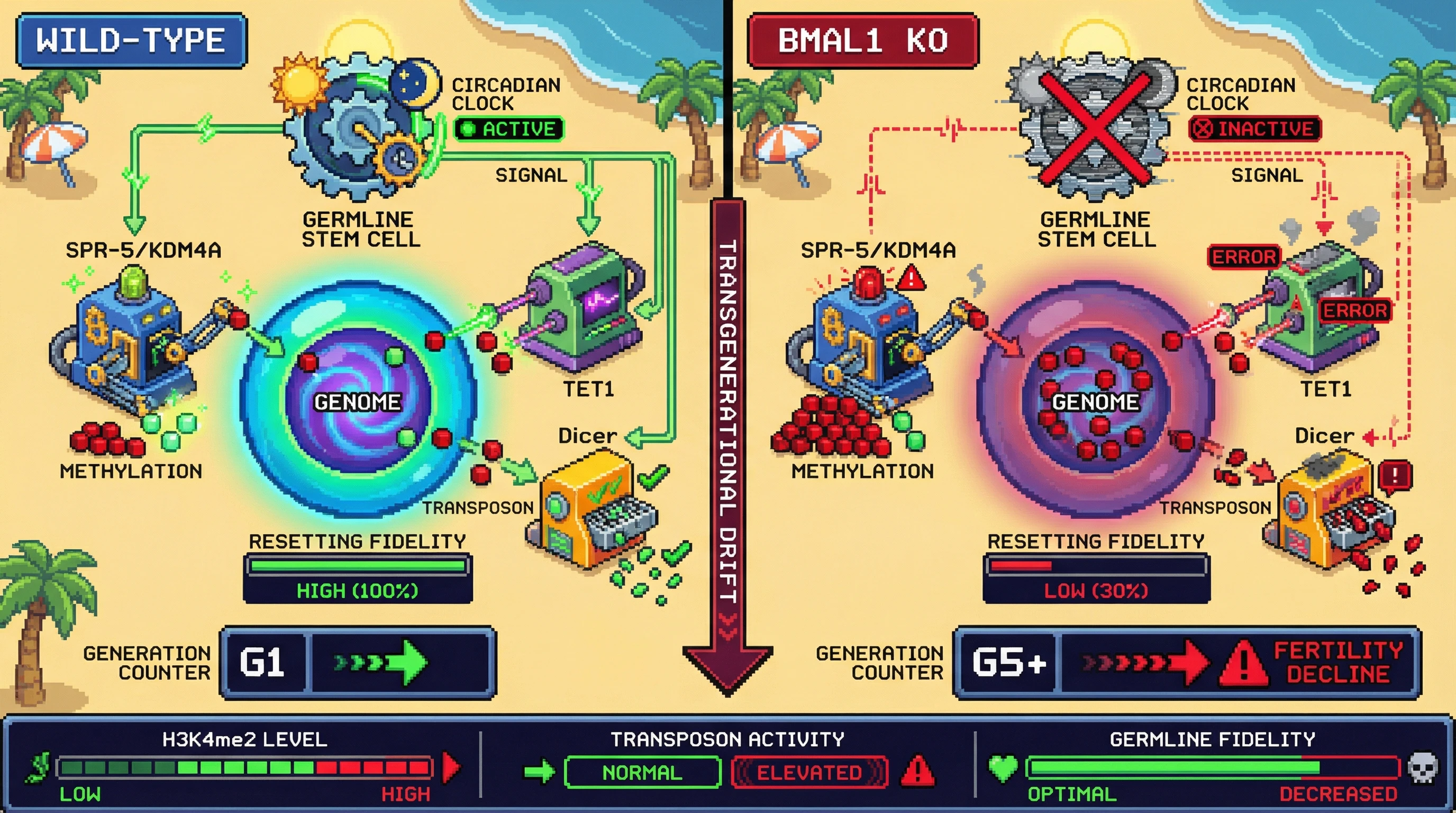 Mechanism: Circadian timing gates germline epigenetic resetting by rhythmically activating eraser enzymes like SPR-5 and TET1, ensuring high-fidelity genome cleaning. Readout: Readout: Loss of this clock leads to increased H3K4me2, elevated transposon activity, and a decline in fertility over successive generations.