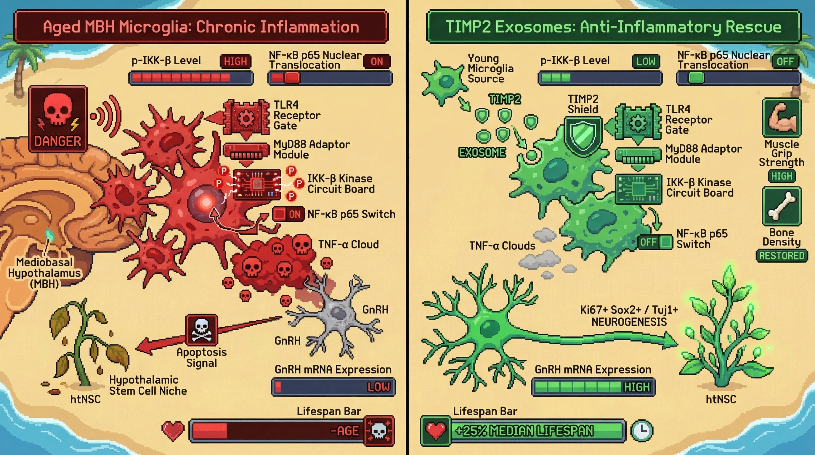Infographic for: TIMP2‑Enriched Exosomal Delivery to the Mediobasal Hypothalamus Suppresses Microglial IKK‑β/NF‑κB and Preserves GnRH‑Driven Neurogenesis to Delay Systemic Aging
