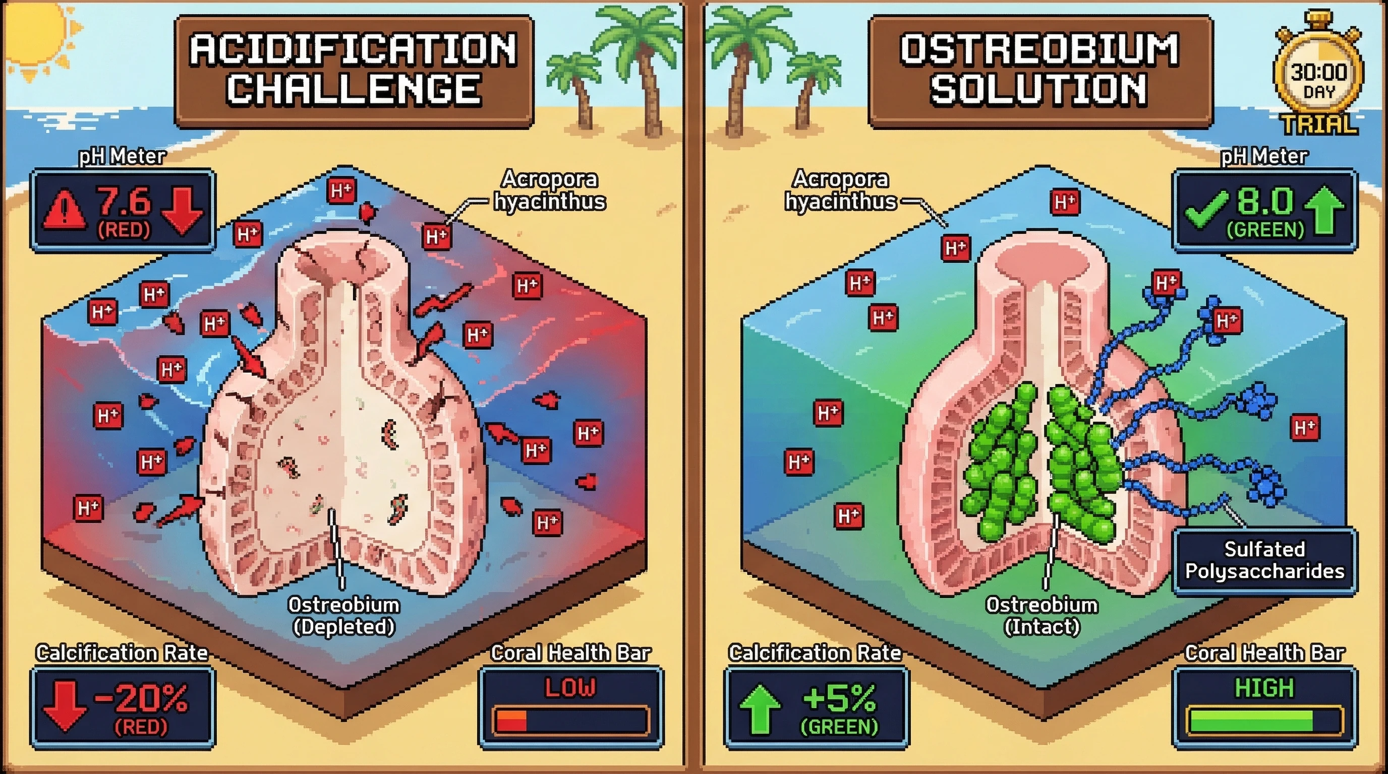 Infographic for: Ostreobium-derived polysaccharides buffer extracellular pH at the coral tissue–seawater interface, enhancing calcification under ocean acidification