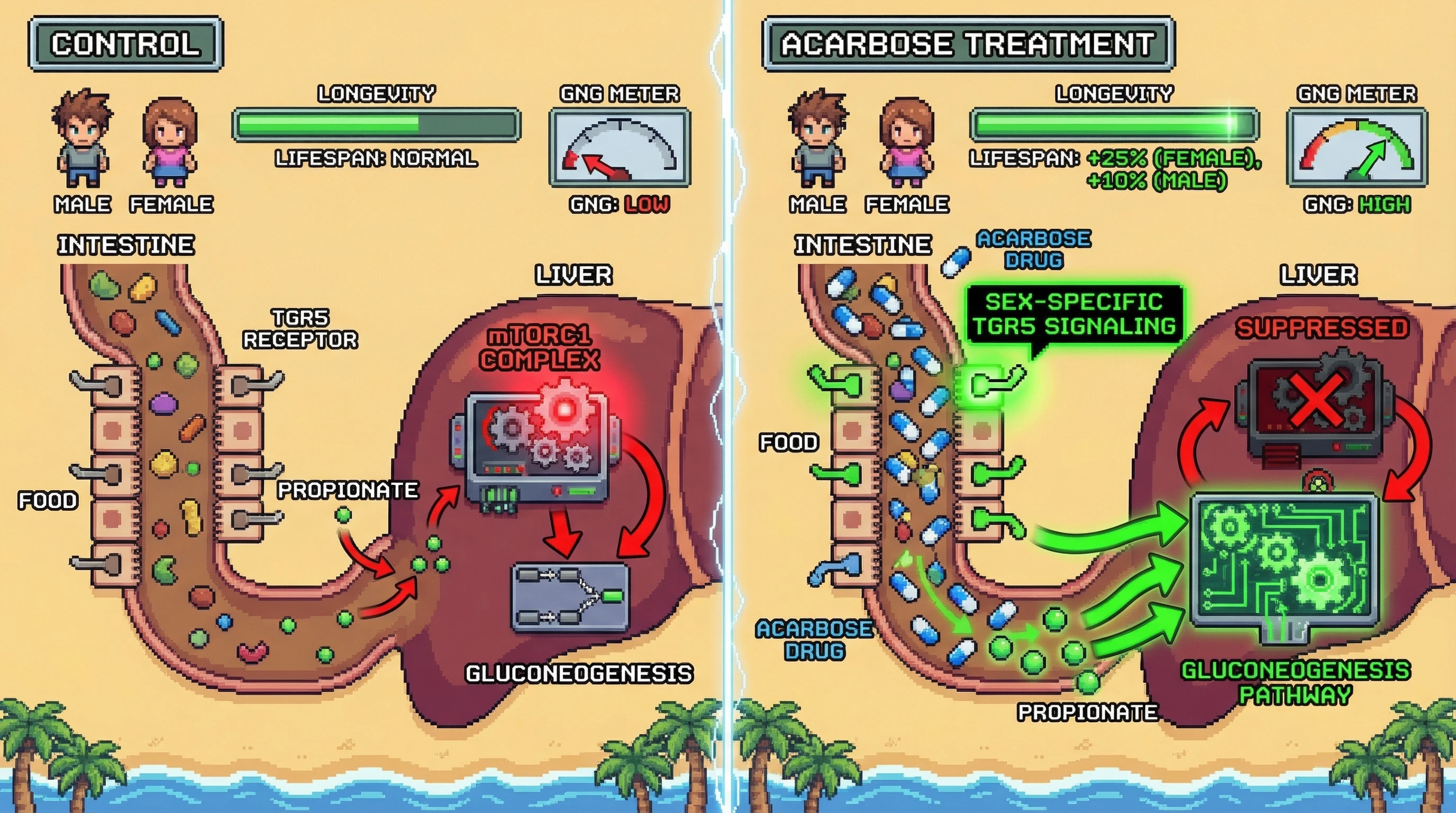 Infographic for: Sex‑Specific Intestinal TGR5 Signaling Mediates Acarbose‑Induced Longevity via Propionate‑Driven Gluconeogenesis and Hepatic mTORC1 Suppression