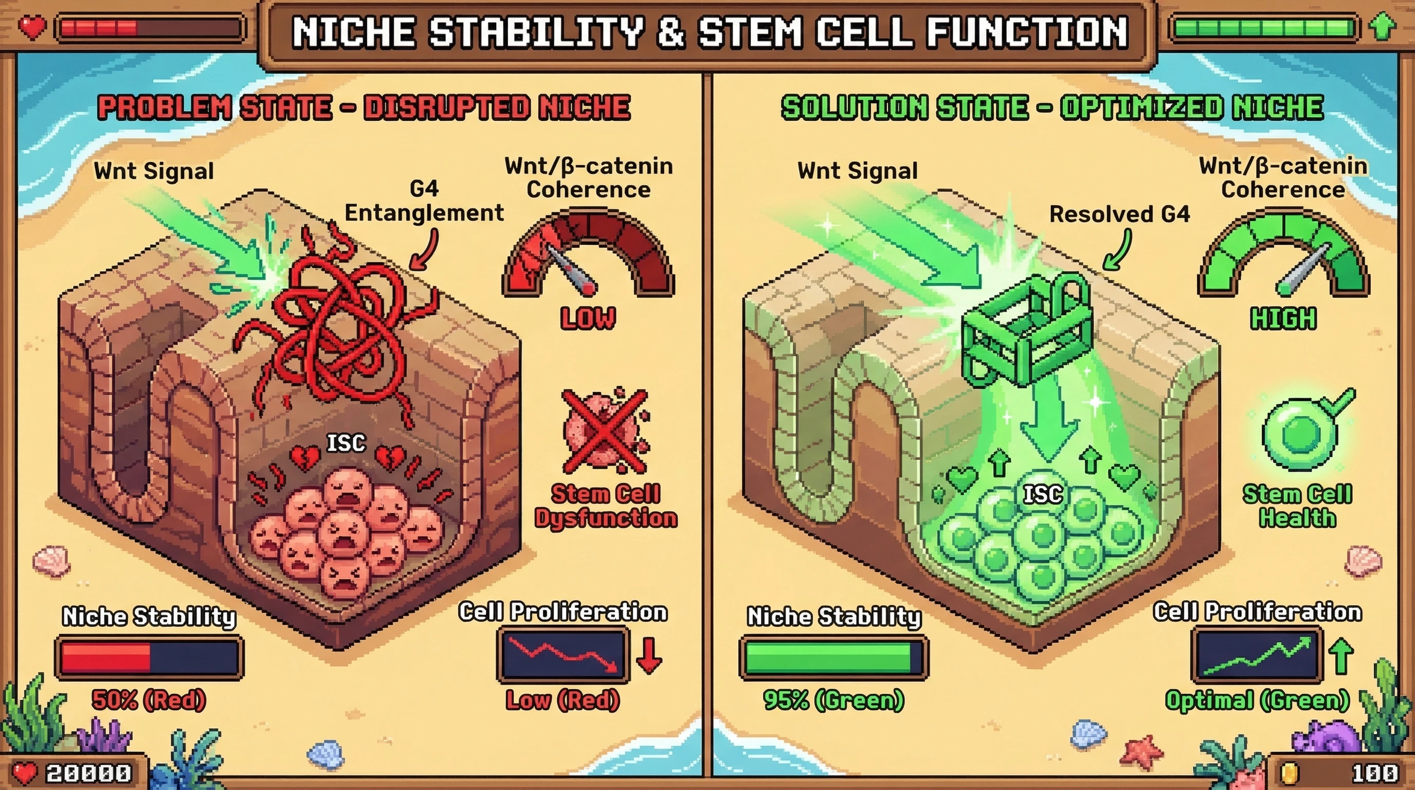 Infographic for: Telomere G-quadruplex entanglement regulates Wnt/β-catenin coherence in the intestinal stem cell niche