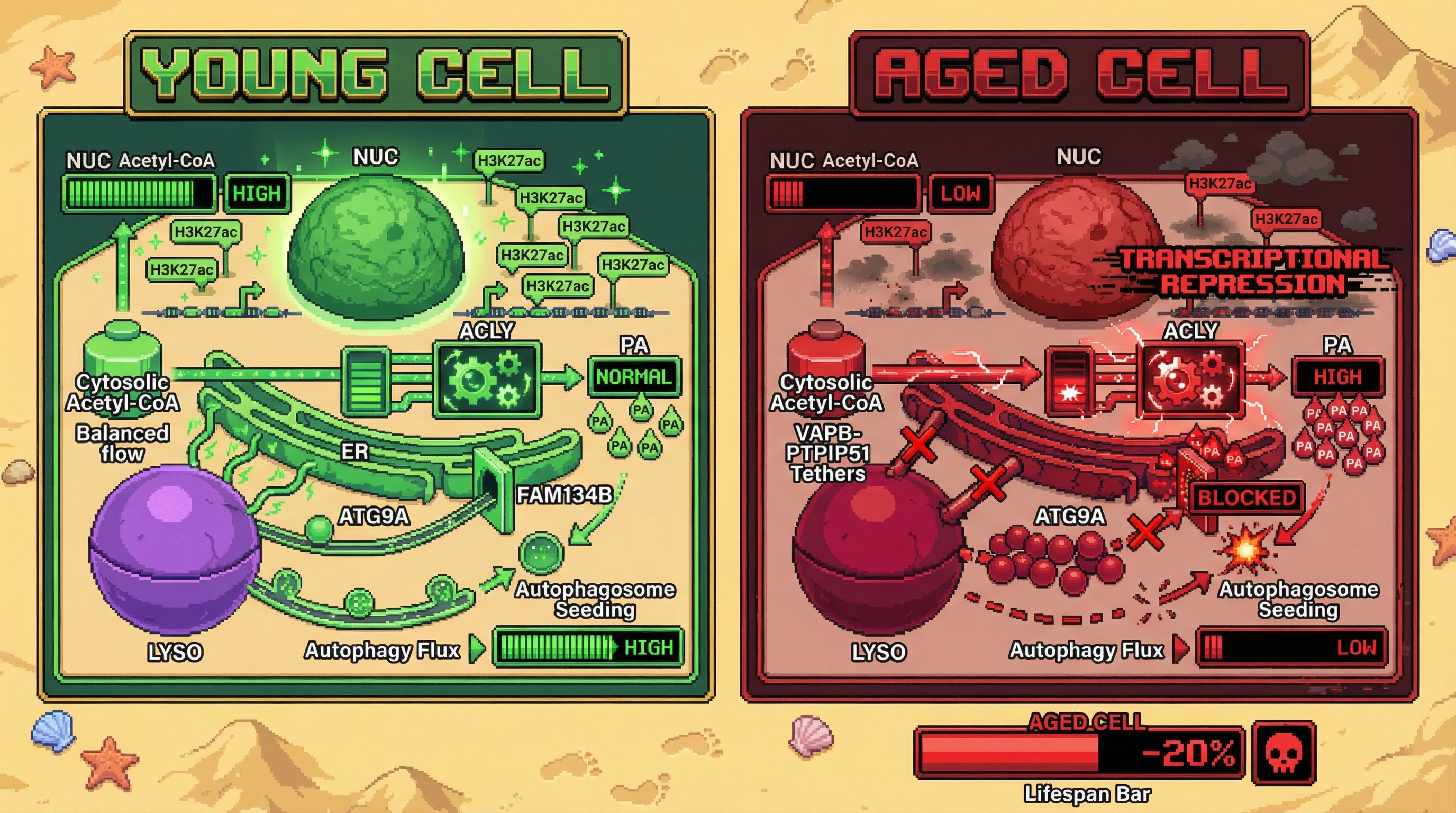Infographic for: Nuclear acetyl‑CoA scarcity drives a phosphatidic acid‑dependent ER‑lysosome tether that actively suppresses autophagy in aging