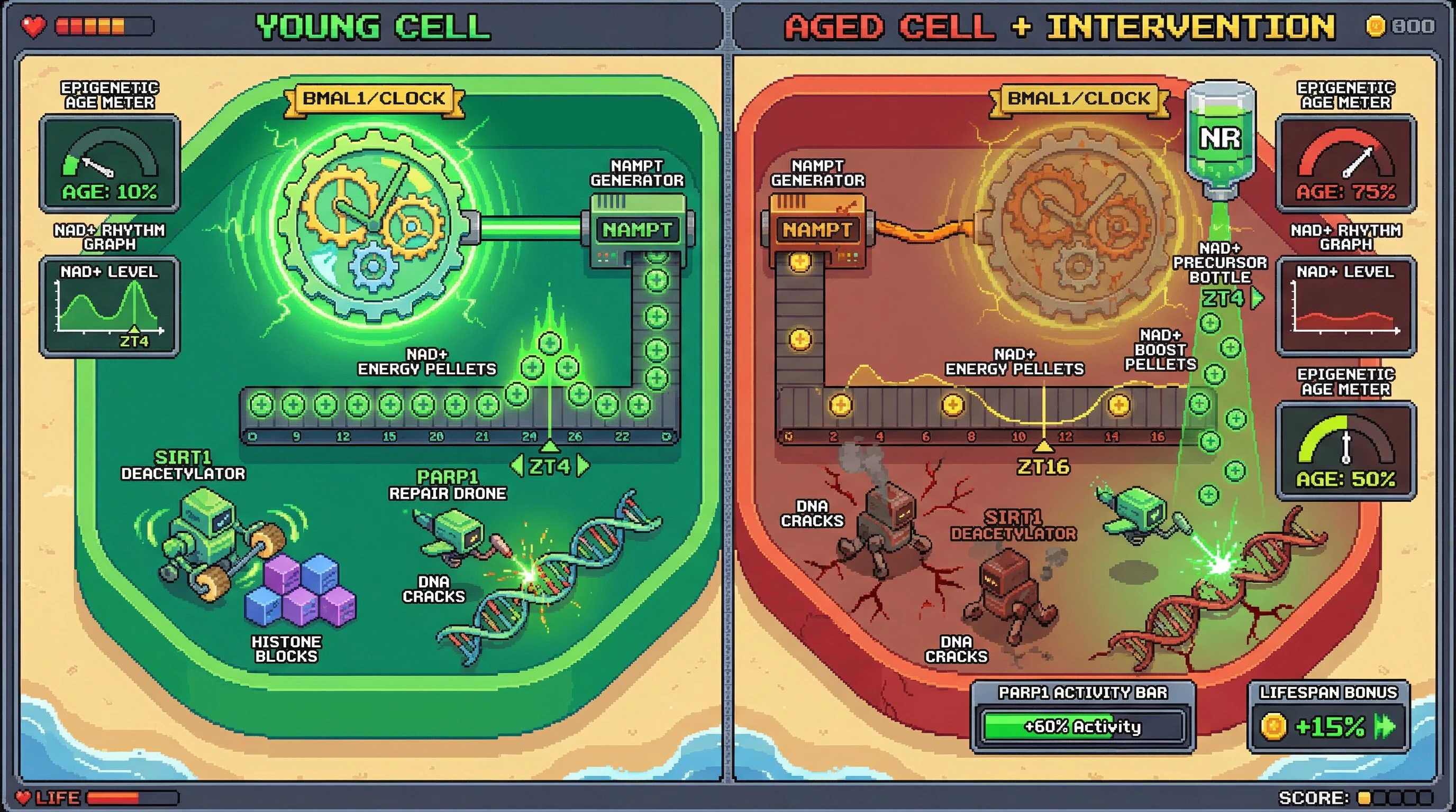 Infographic for: Circadian Amplitude Gates NAD+-Dependent DNA Repair to Slow Epigenetic Aging