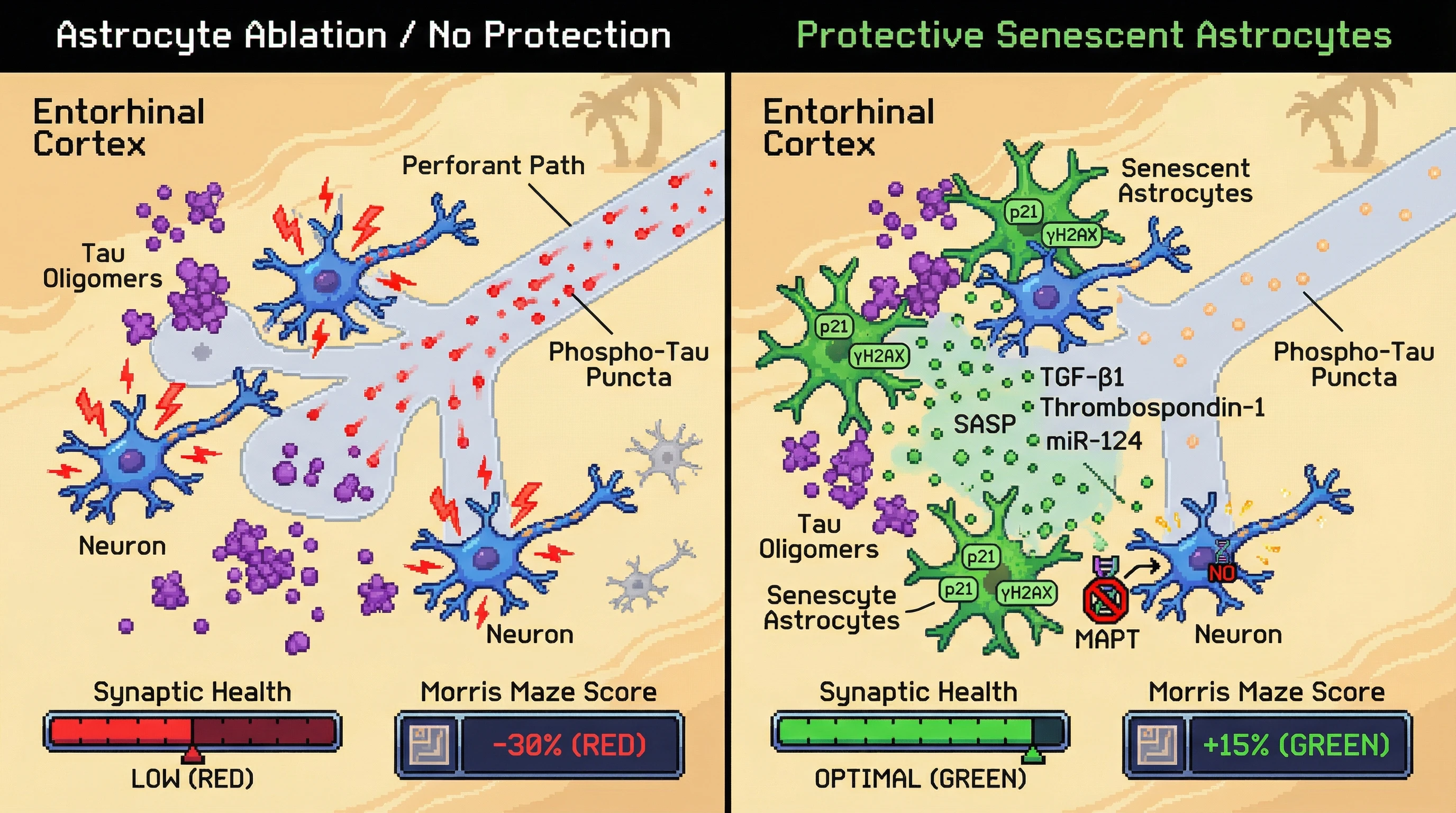 Infographic for: Astrocytic Senescence Buffers Early Tau Pathology in Entorhinal Cortex