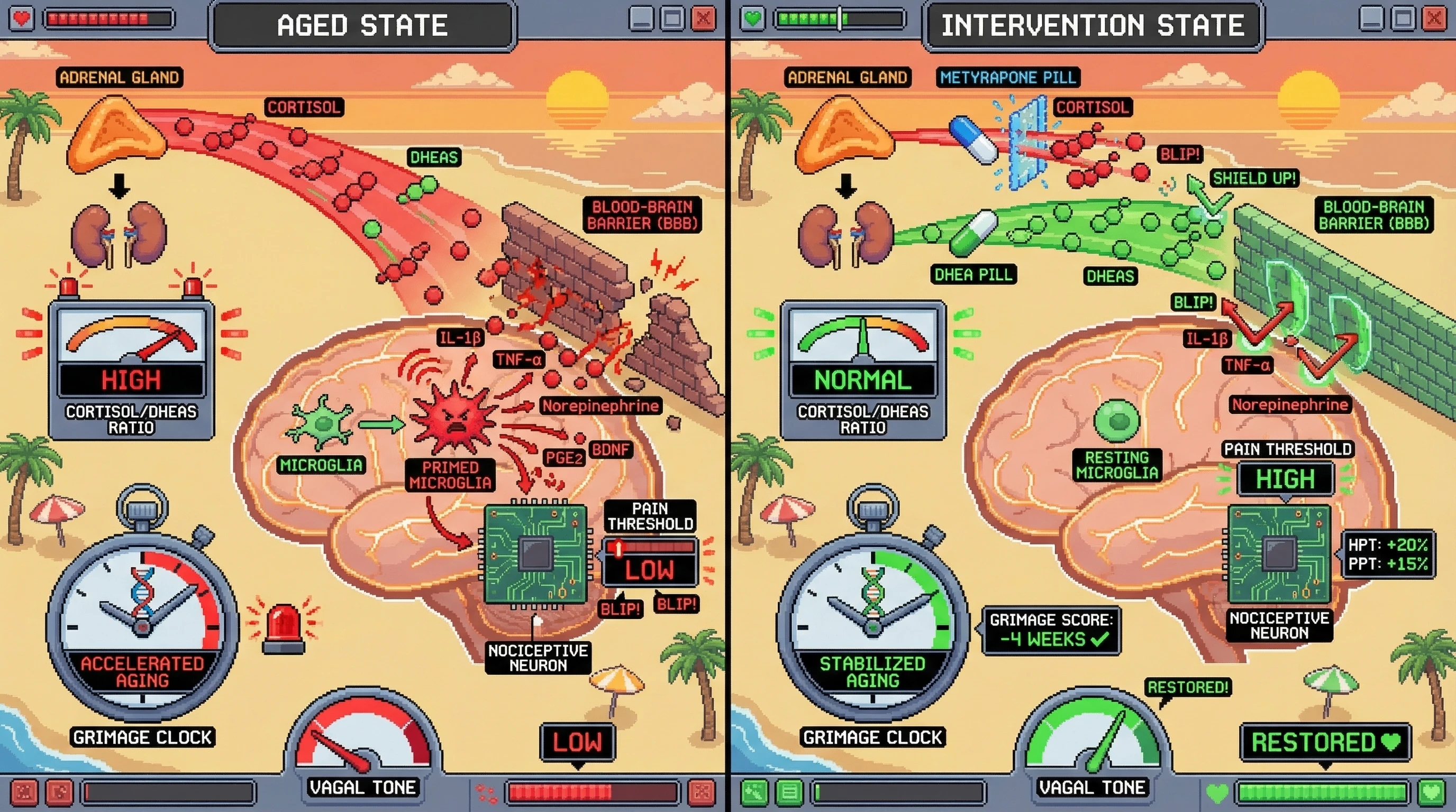 Infographic for: Pain Sensitivity as a Functional Readout of Adrenal‑Driven Neuroimmune Aging