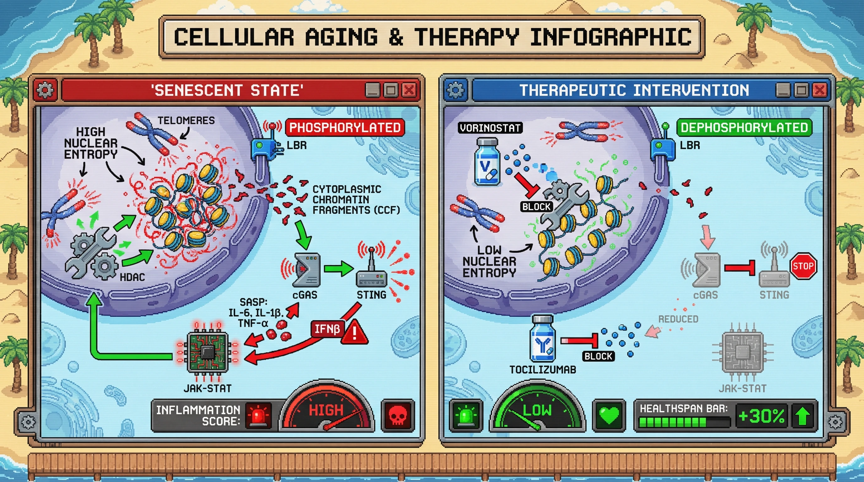 Mechanism: Short telomeres increase nuclear entropy, releasing chromatin fragments that activate cGAS-STING and a pro-inflammatory SASP feedback loop. Readout: Readout: Therapeutic interventions reduce nuclear entropy, decreasing inflammation score and increasing healthspan by 30%.