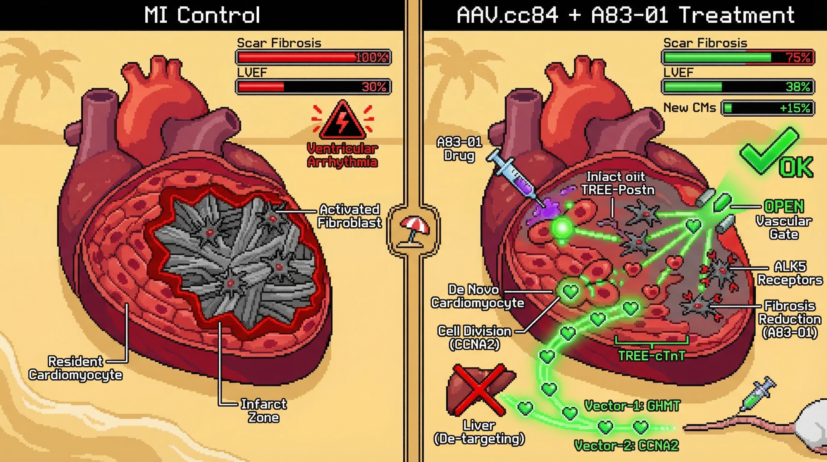 Mechanism: A dual AAV.cc84 system delivers GHMT to fibroblasts to generate new cardiomyocytes and CCNA2 to existing cardiomyocytes to promote division, while an ALK5 inhibitor reduces fibrosis. Readout: Readout: This treatment reduces scar fibrosis by 25%, improves left ventricular ejection fraction by 8%, and generates new cardiomyocytes without inducing arrhythmias.