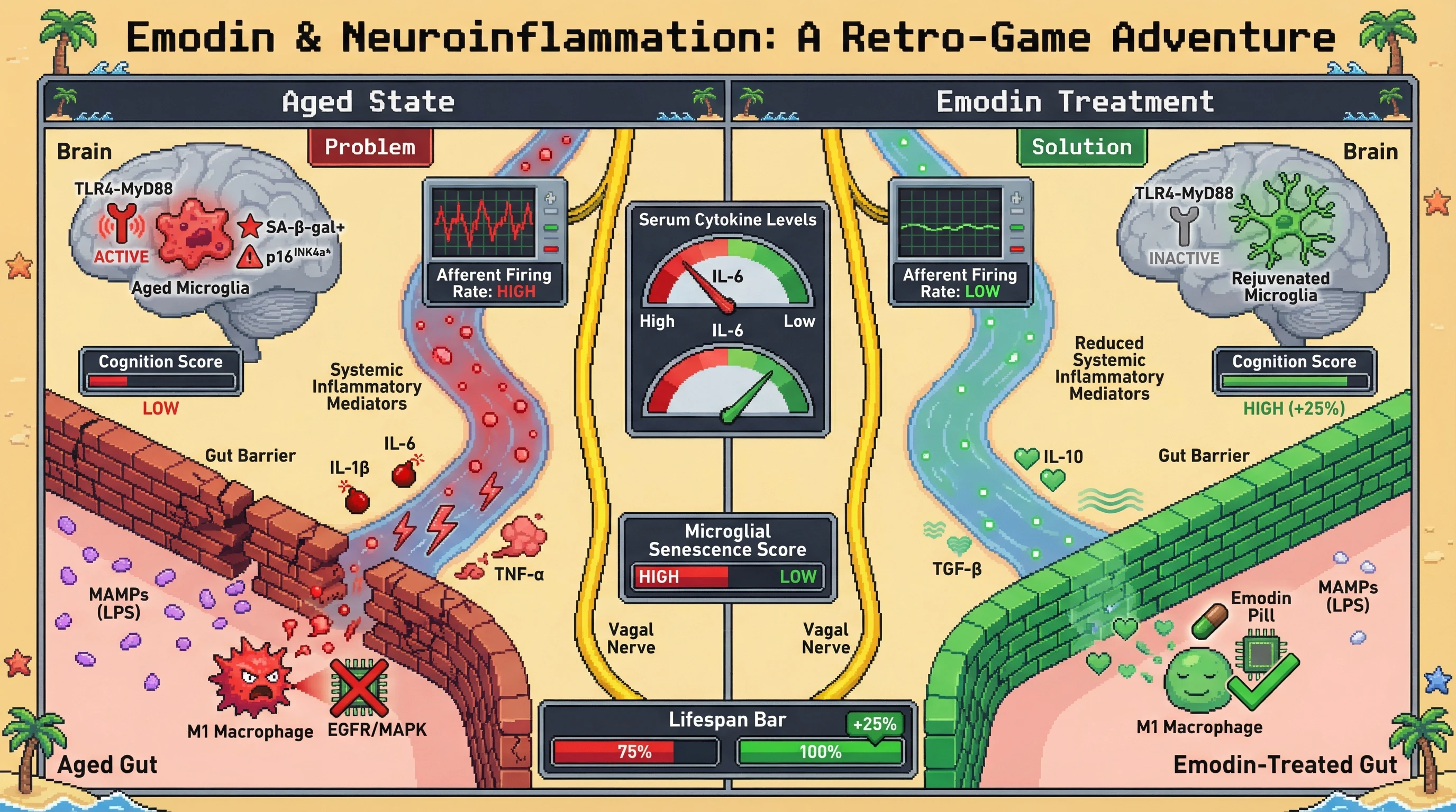 Infographic for: Bottom-up geroprotection: Oral emodin remodels gut immunity to suppress systemic inflammation and drive microglial rejuvenation via vagal afferent signaling