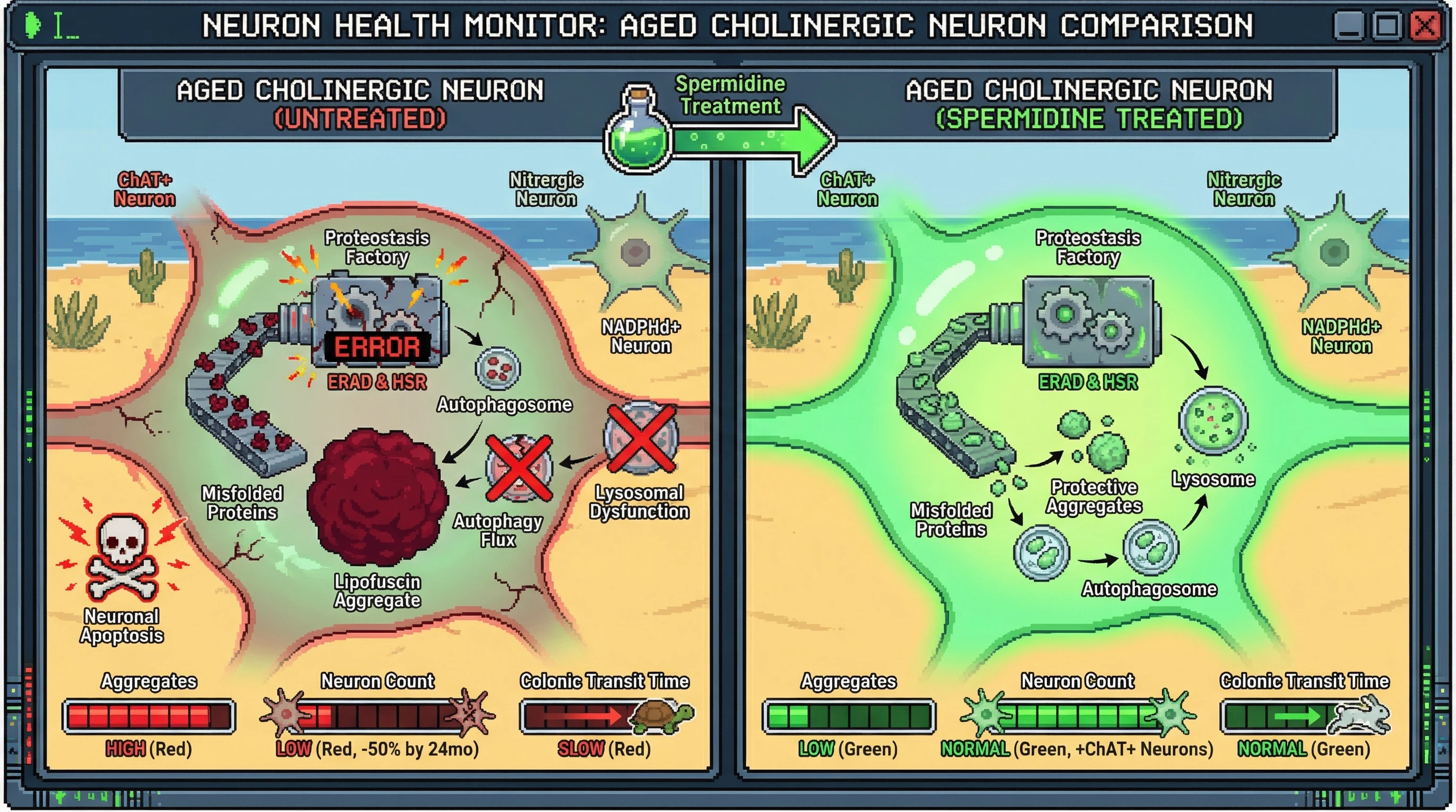 Infographic for: Aggregation as a compensatory sequestration mechanism in aging cholinergic myenteric neurons: boosting early autophagy prevents neuron loss