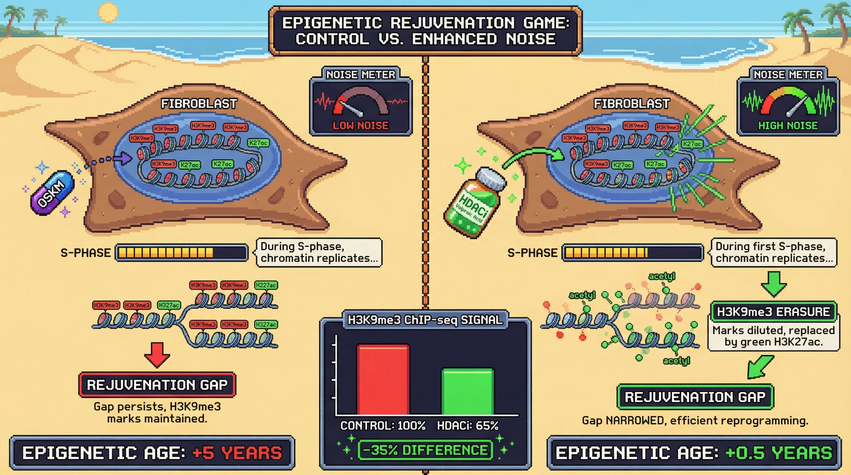Mechanism: Controlled epigenetic noise during the first S-phase of iPSC reprogramming, enhanced by HDAC inhibition, facilitates the erasure of aging-associated H3K9me3 marks. Readout: Readout: This leads to a significant reduction in H3K9me3 ChIP-seq signal at specific loci and a lower residual epigenetic age in the resulting iPSCs.