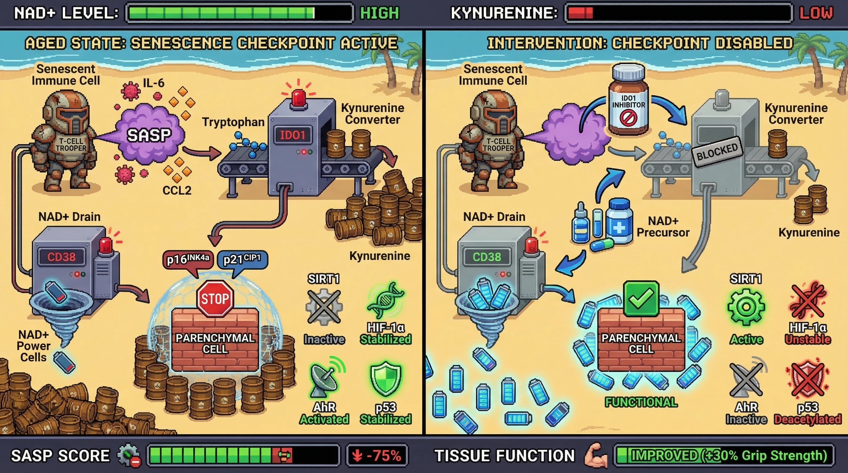 Infographic for: ImmuneSenescence Drives a Metabolic Checkpoint that Locks Tissues in a Senescent State
