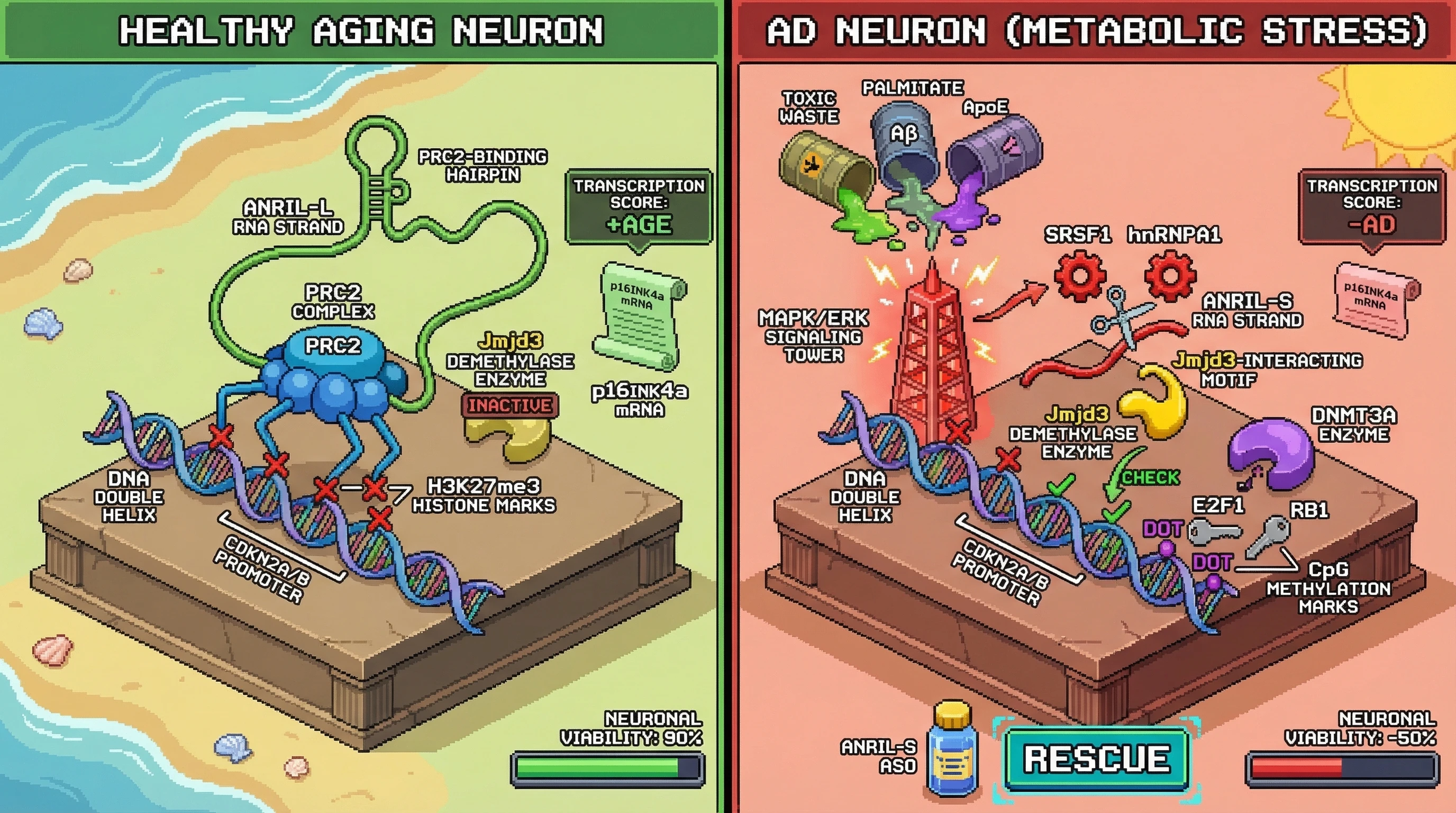 Infographic for: Metabolic stress‑driven ANRIL isoform switch explains paradoxical CDKN2A/B downregulation in Alzheimer's disease