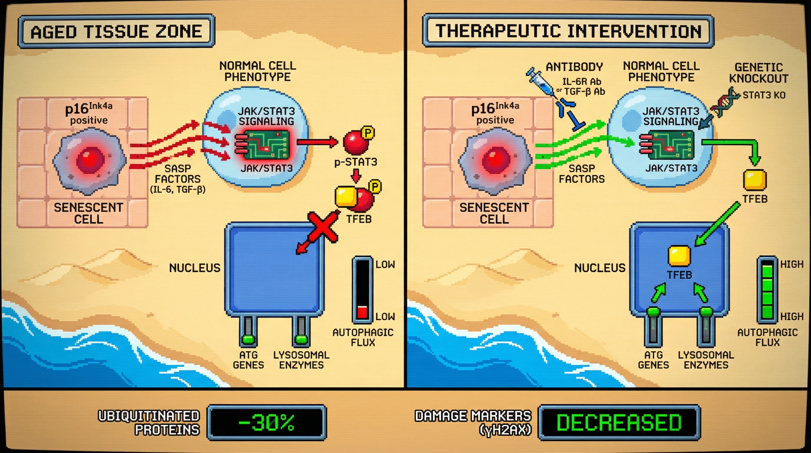 Mechanism: Senescent cells release SASP factors that activate STAT3, which sequesters TFEB in the cytoplasm, thereby suppressing autophagy in neighboring cells. Readout: Readout: Neutralizing SASP or ablating STAT3 restores TFEB nuclear localization and autophagic flux, leading to decreased ubiquitinated proteins and damage markers.
