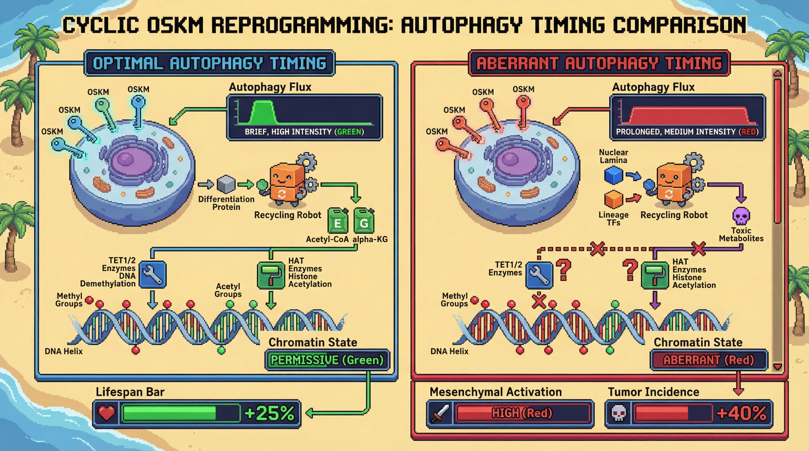 Mechanism: Brief, high-intensity autophagy during cyclic OSKM reprogramming supplies crucial metabolites, enabling successful epigenetic reset. Readout: Readout: This optimal timing correlates with increased lifespan and reduced off-target mesenchymal activation or tumor incidence.
