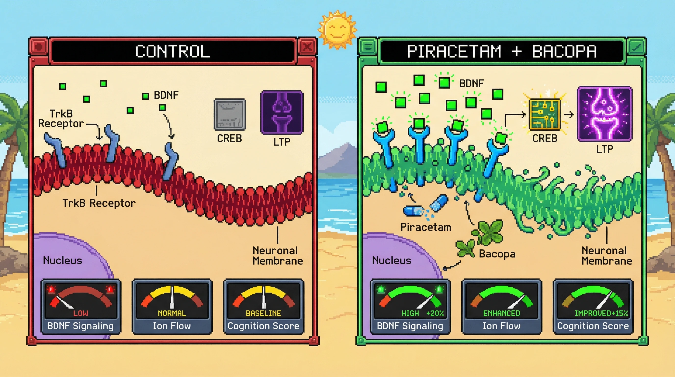 Infographic for: Synergistic Cognitive Enhancement via Combined Low-Dose Piracetam and Bacopa monnieri: A Membrane Fluidity–BDNF Mechanism Hypothesis