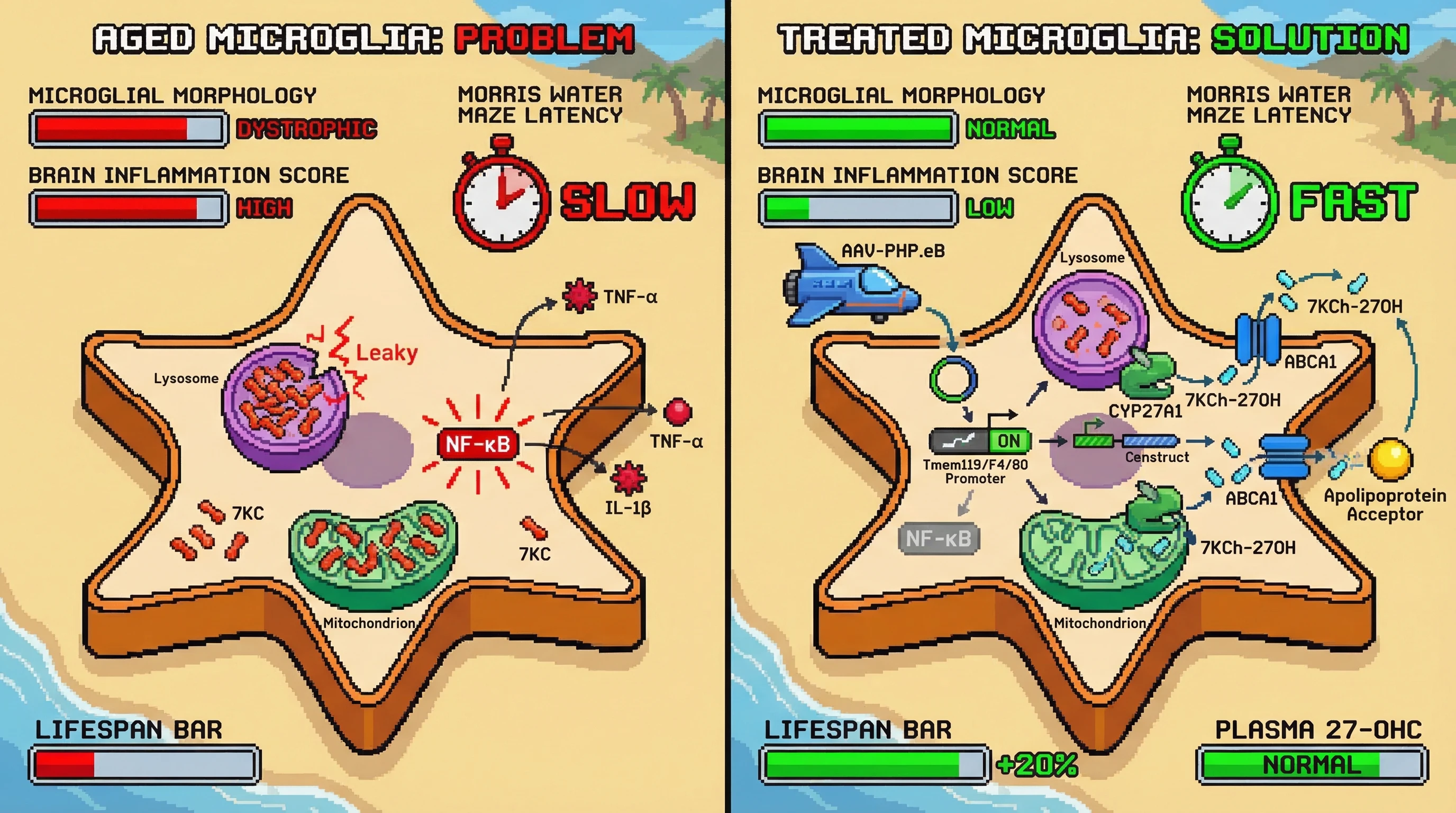 Infographic for: Microglial-targeted AAV co-expression of CYP27A1 and ABCA1 in aged C57BL/6J mice enzymatically converts accumulated i...