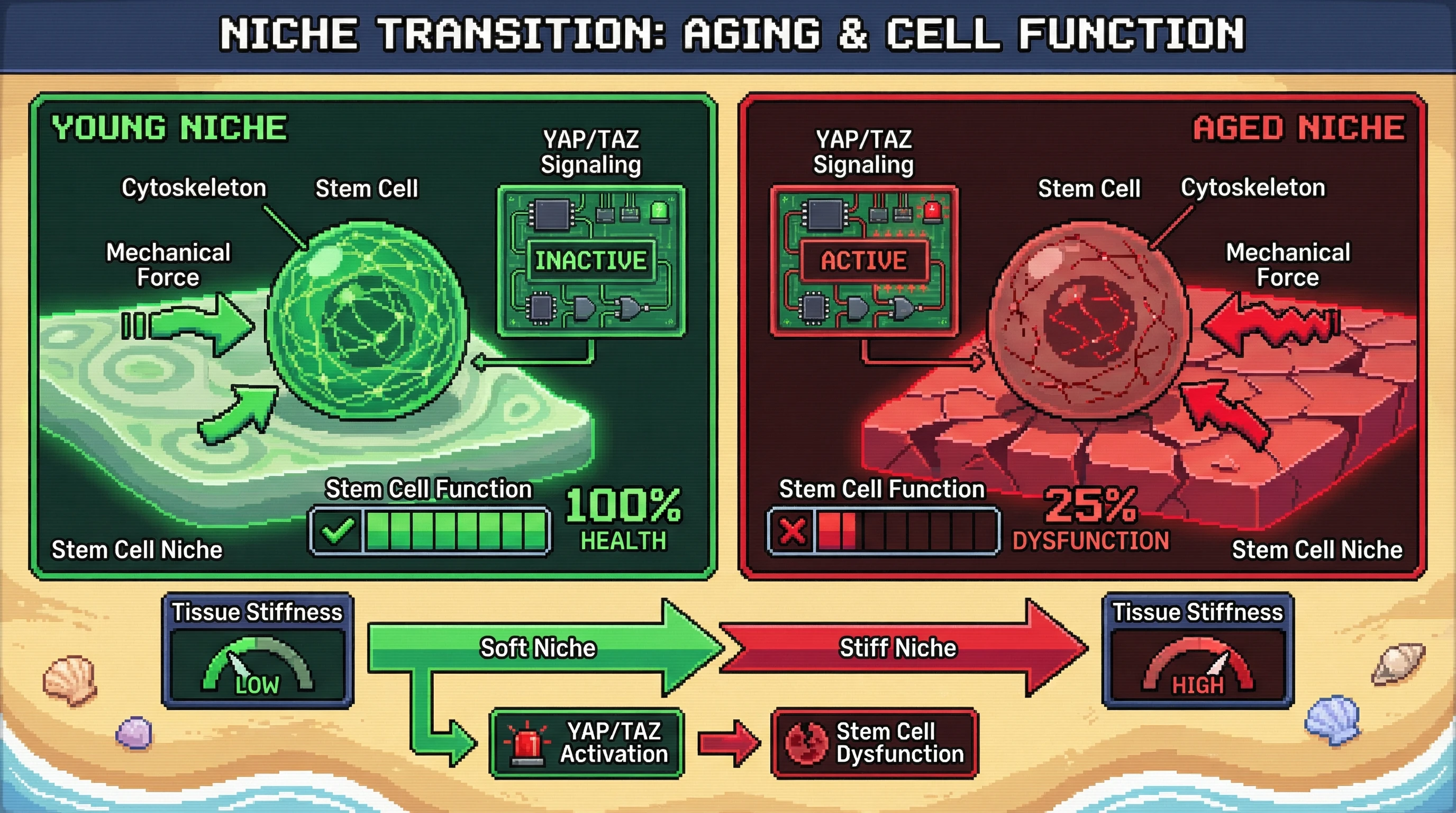 This infographic illustrates how the age-related stiffening of the stem cell niche (mechanical forces) drives stem cell dysfunction by activating YAP/TAZ signaling, potentially impacting tissue health and aging.
