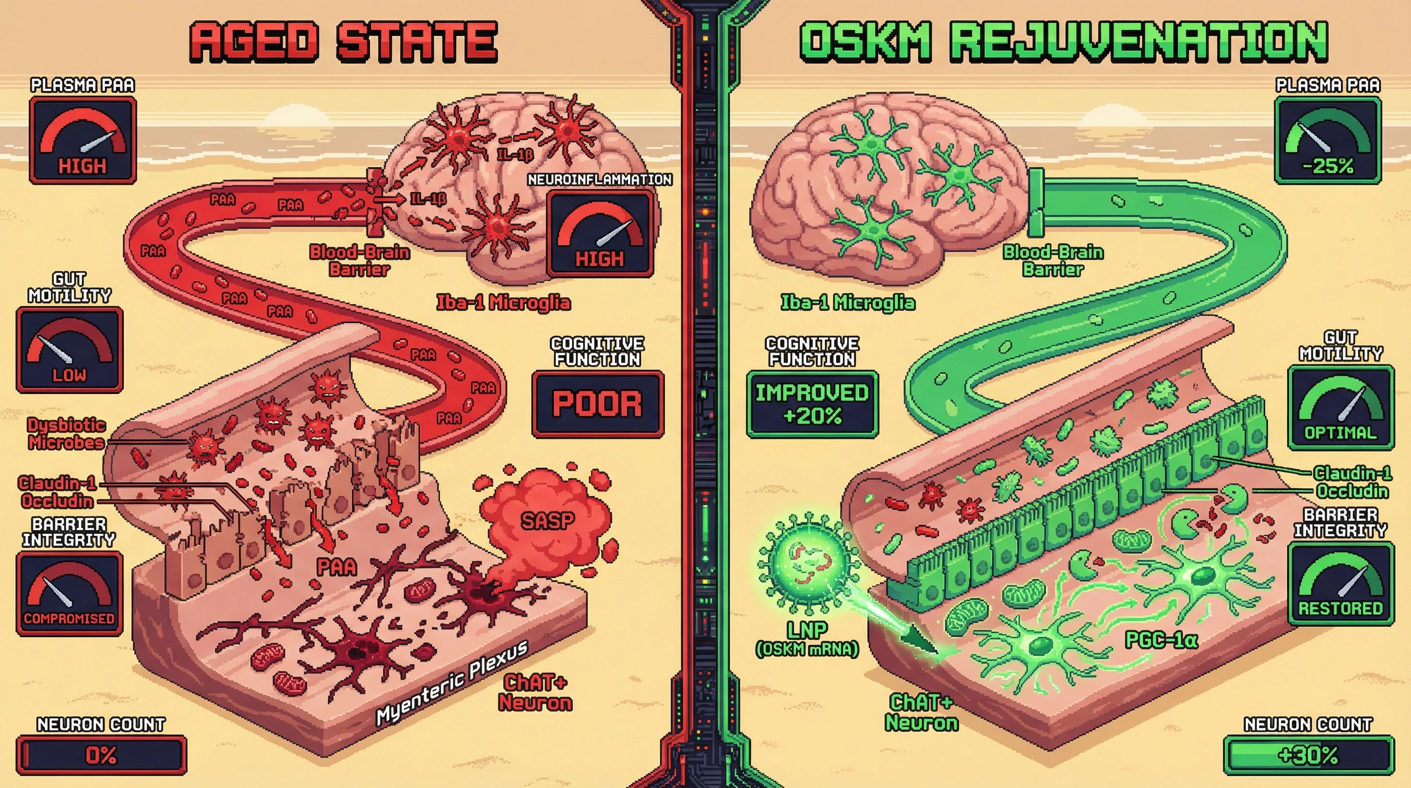 Infographic for: Transient OSKM Rejuvenation of the Enteric Nervous System Breaks the Gut‑Brain Inflammaging Loop