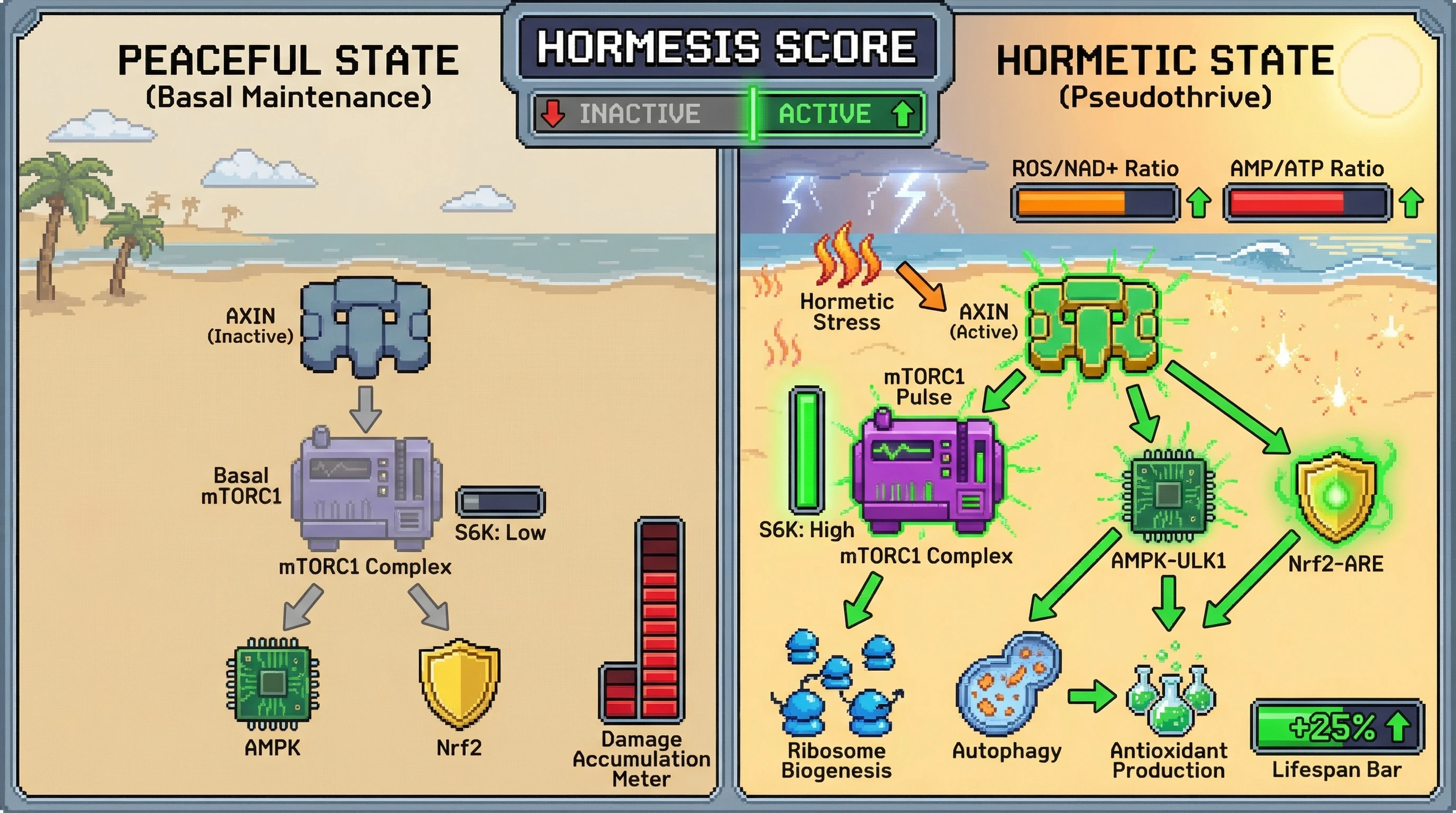 Mechanism: Hormetic stressors activate the AXIN scaffold, which simultaneously triggers a transient mTORC1 pulse for biosynthesis and engages AMPK-ULK1/Nrf2 for repair. Readout: Readout: This 'pseudothrive' state is predicted to increase the 'Lifespan Bar' by 25% compared to basal maintenance.