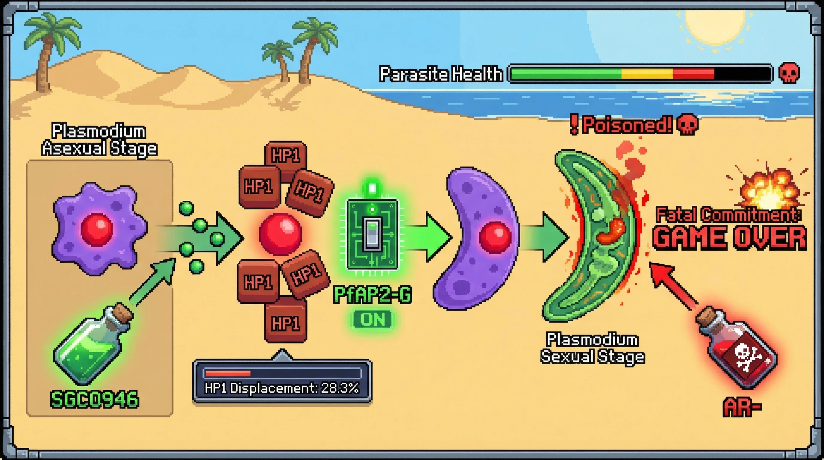 Mechanism: SGC0946 displaces HP1, activating PfAP2-G and forcing Plasmodium into a sexual commitment. Readout: Readout: This committed sexual stage parasite is then fatally poisoned by AR-, leading to parasite demise.