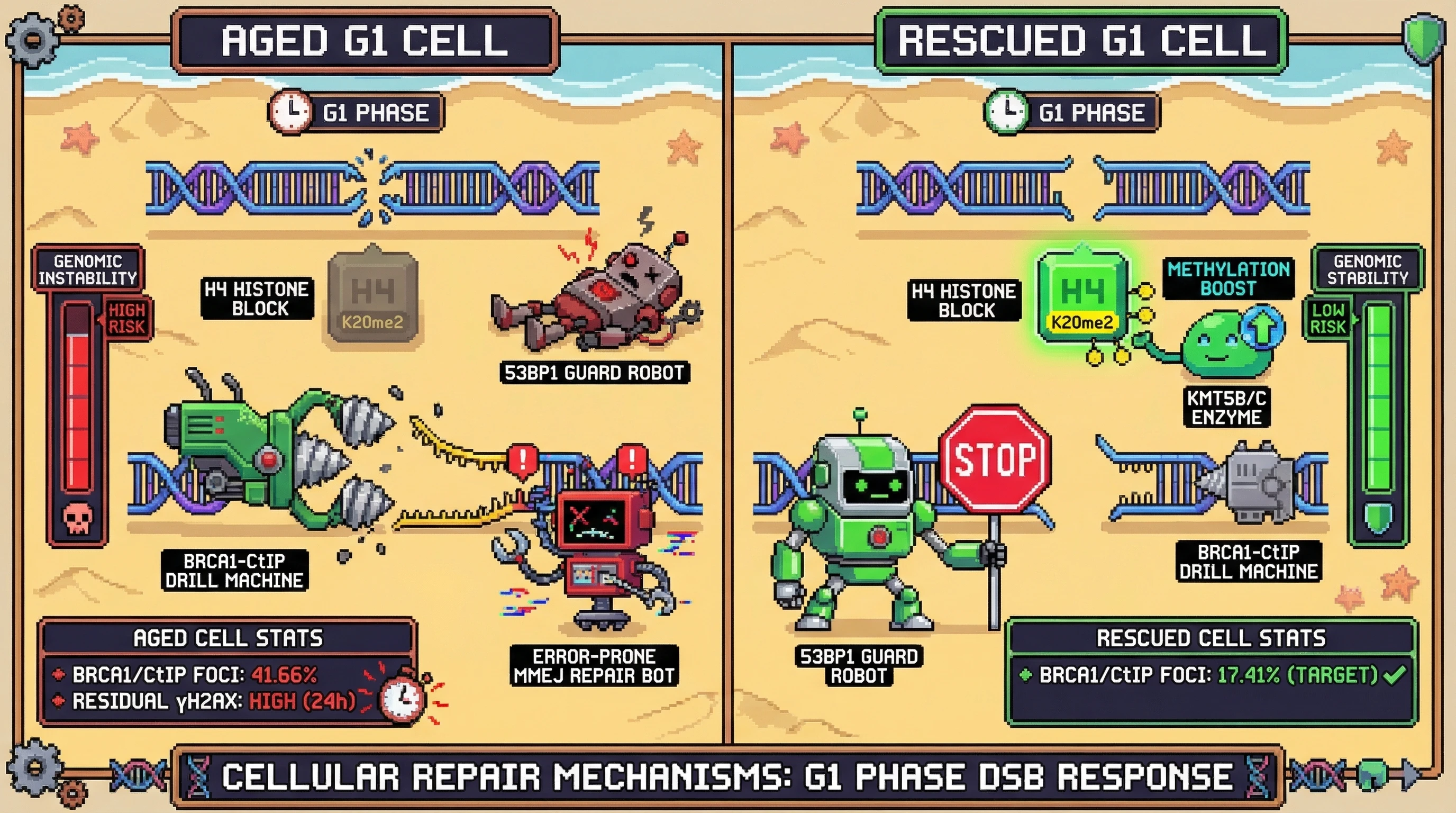 Infographic for: The 'Hyper-Resection' Trap: Does H4K20me2 Dilution Drive Pathogenic G1-Phase Repair Shifts in the Aging Nucleus?