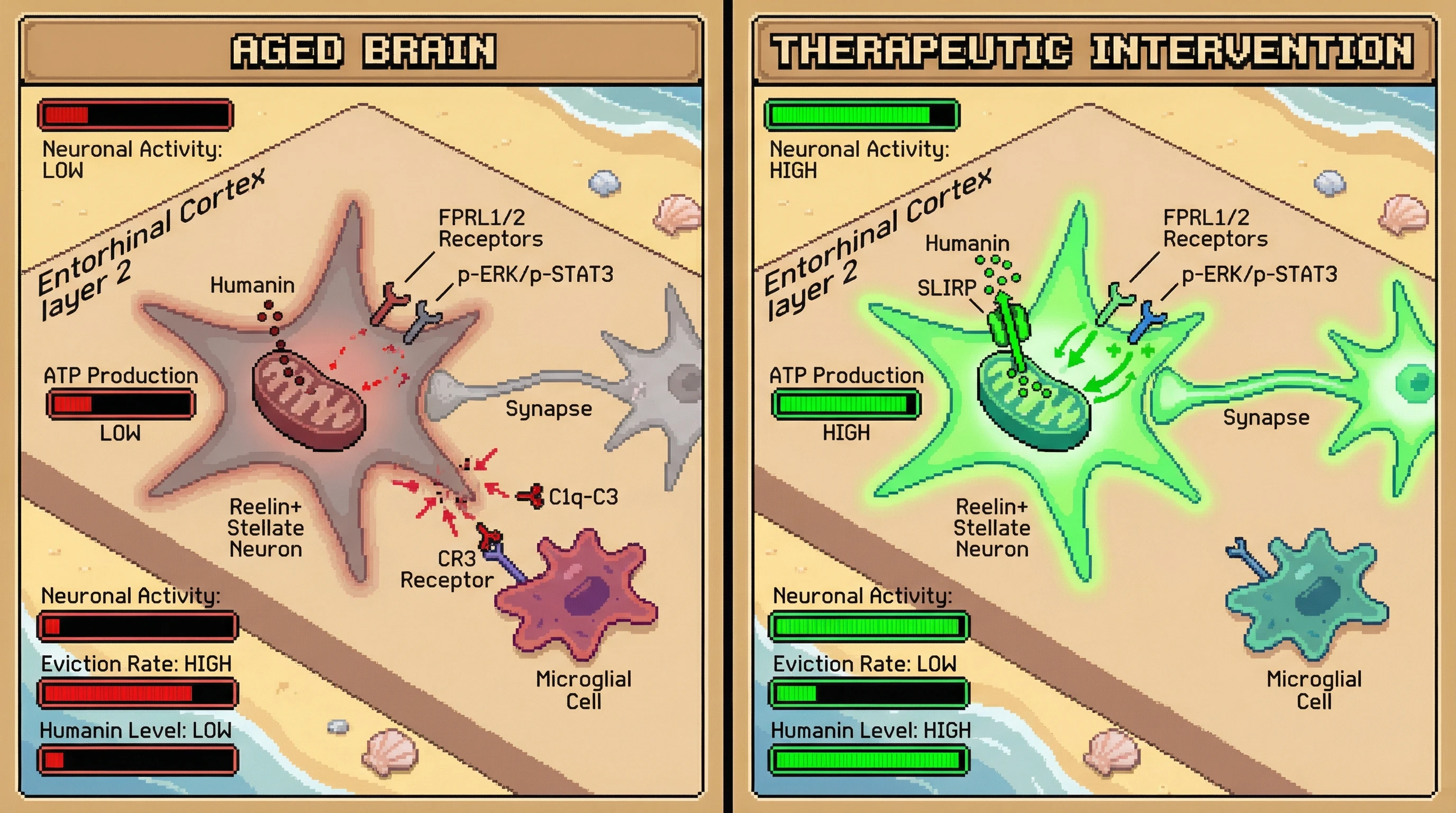 Infographic for: Mitochondrial Peptide insufficiency triggers activity‑dependent neuronal eviction in the aging brain