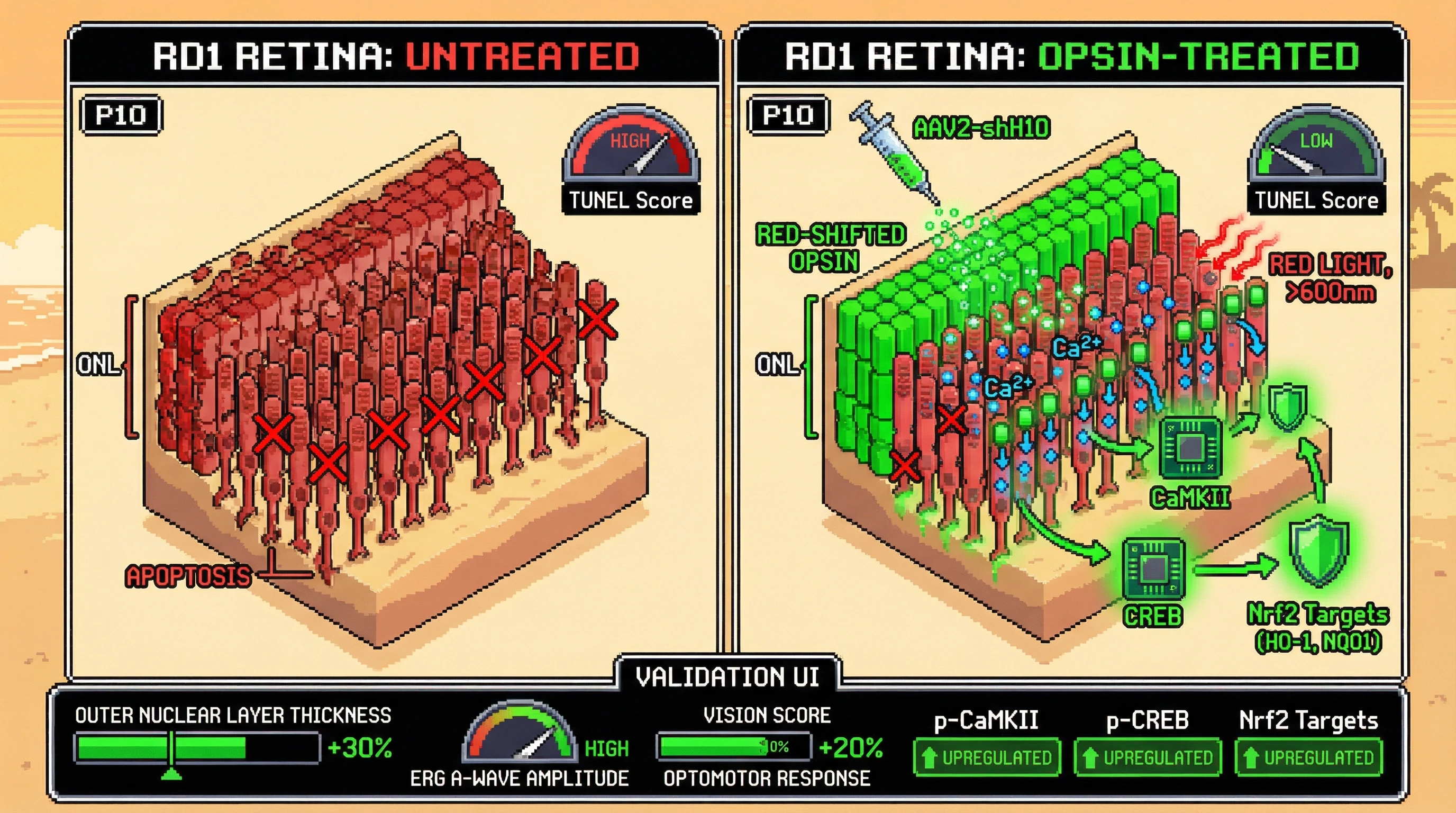 Infographic for: Early-Phase Photoreceptor-Targeted Optogenetics with Red-Shifted Human Opsin Preserves Retinal Structure and Function in Preclinical Models