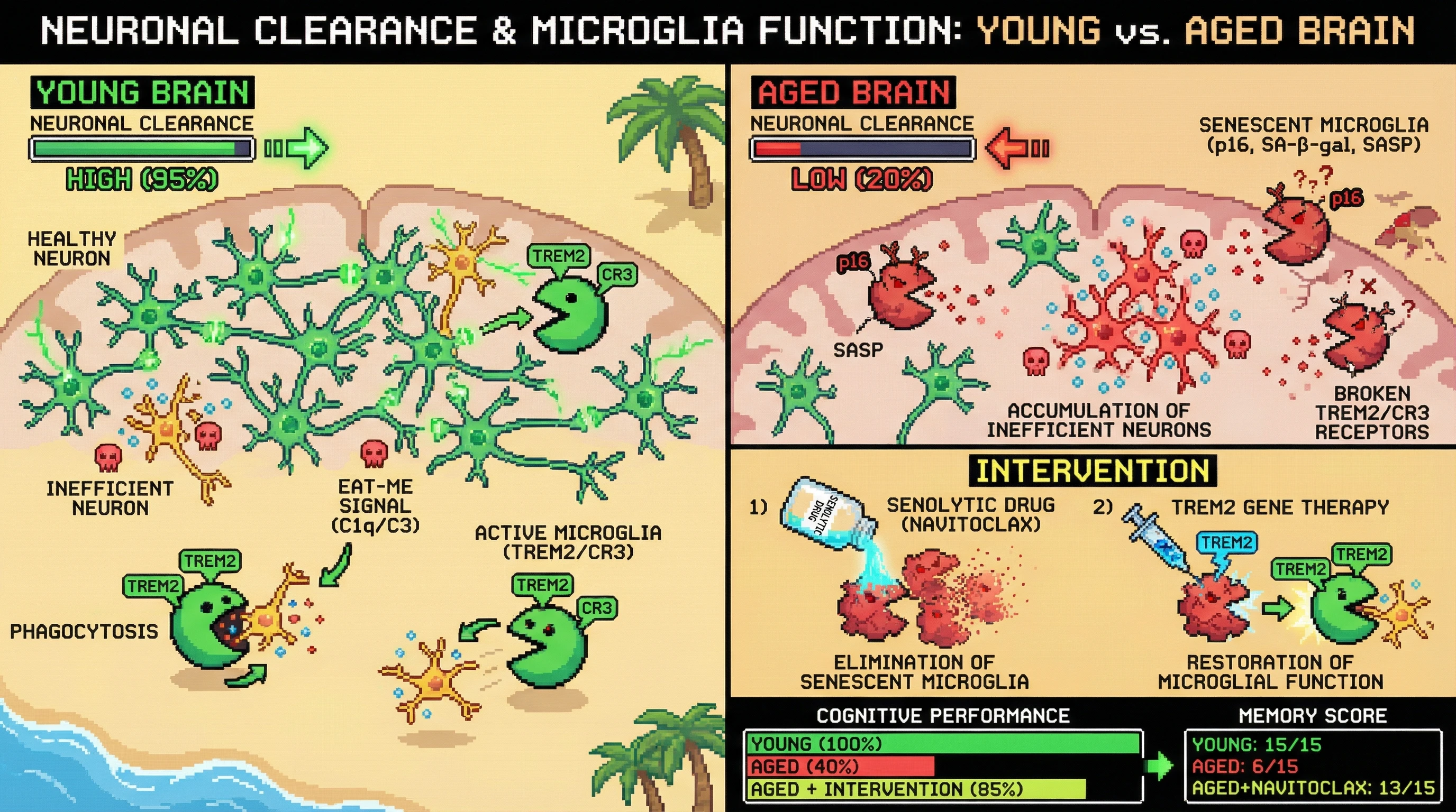 Infographic for: Microglial senescence converts neuronal inefficiency signaling into passive accumulation, driving age-related cognitive decline