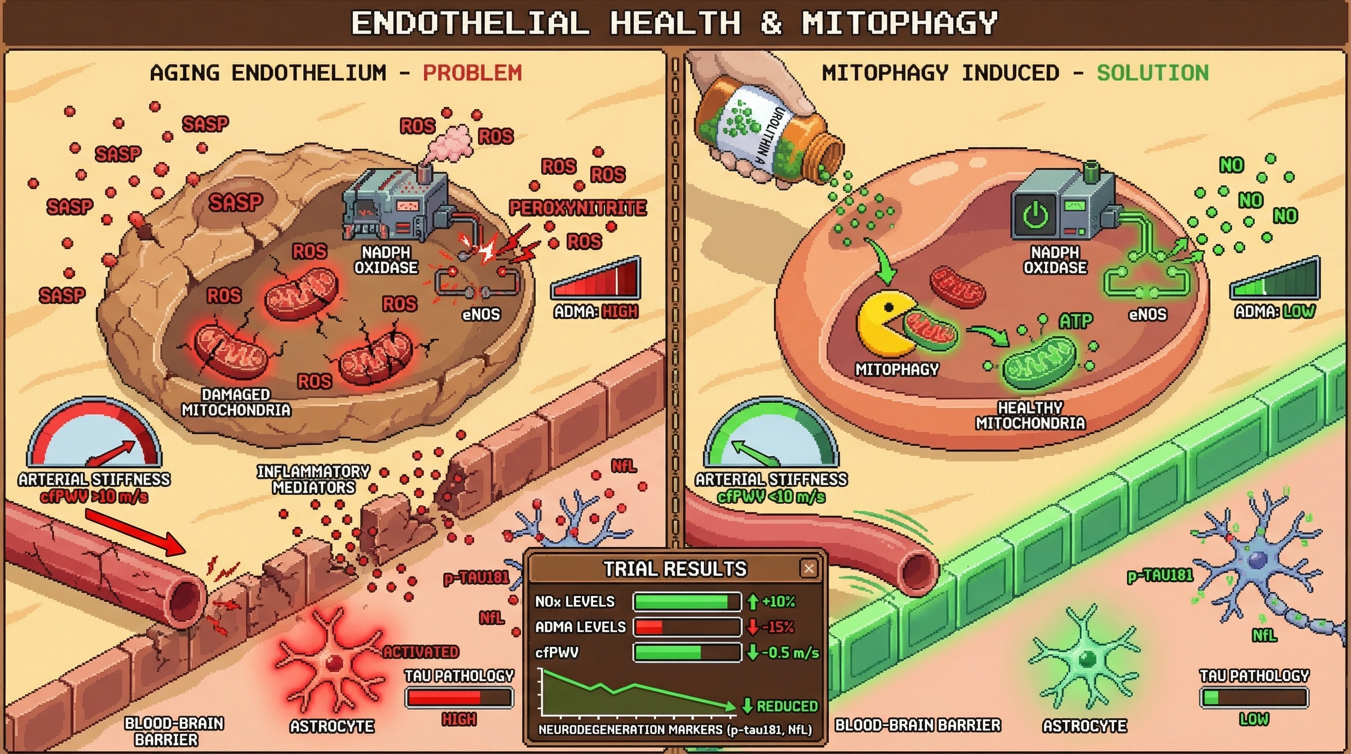 Mechanism: Pharmacologic mitophagy induction by Urolithin A clears damaged mitochondria, restoring eNOS coupling and nitric oxide bioavailability while reducing ADMA and arterial stiffness. Readout: Readout: This leads to a ≥10% increase in NOx, a ≥15% reduction in ADMA, a ≥0.5 m/s decrease in cfPWV, and a reduction in p-tau181 and NfL levels.
