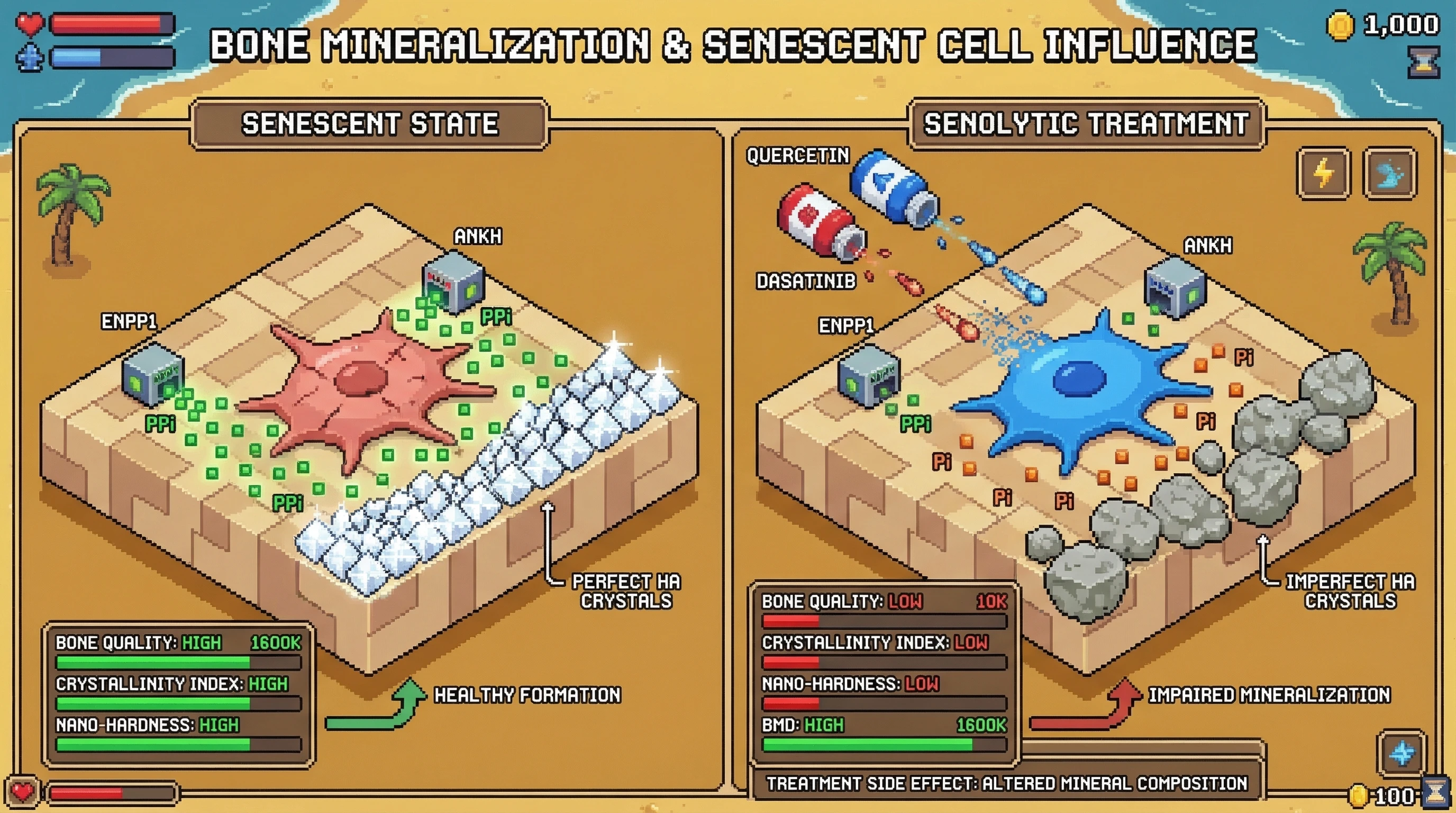 Infographic for: Senescent Osteocytes as Local Modulators of Hydroxyapatite Crystal Quality: A Hidden Role in Bone Mineralization
