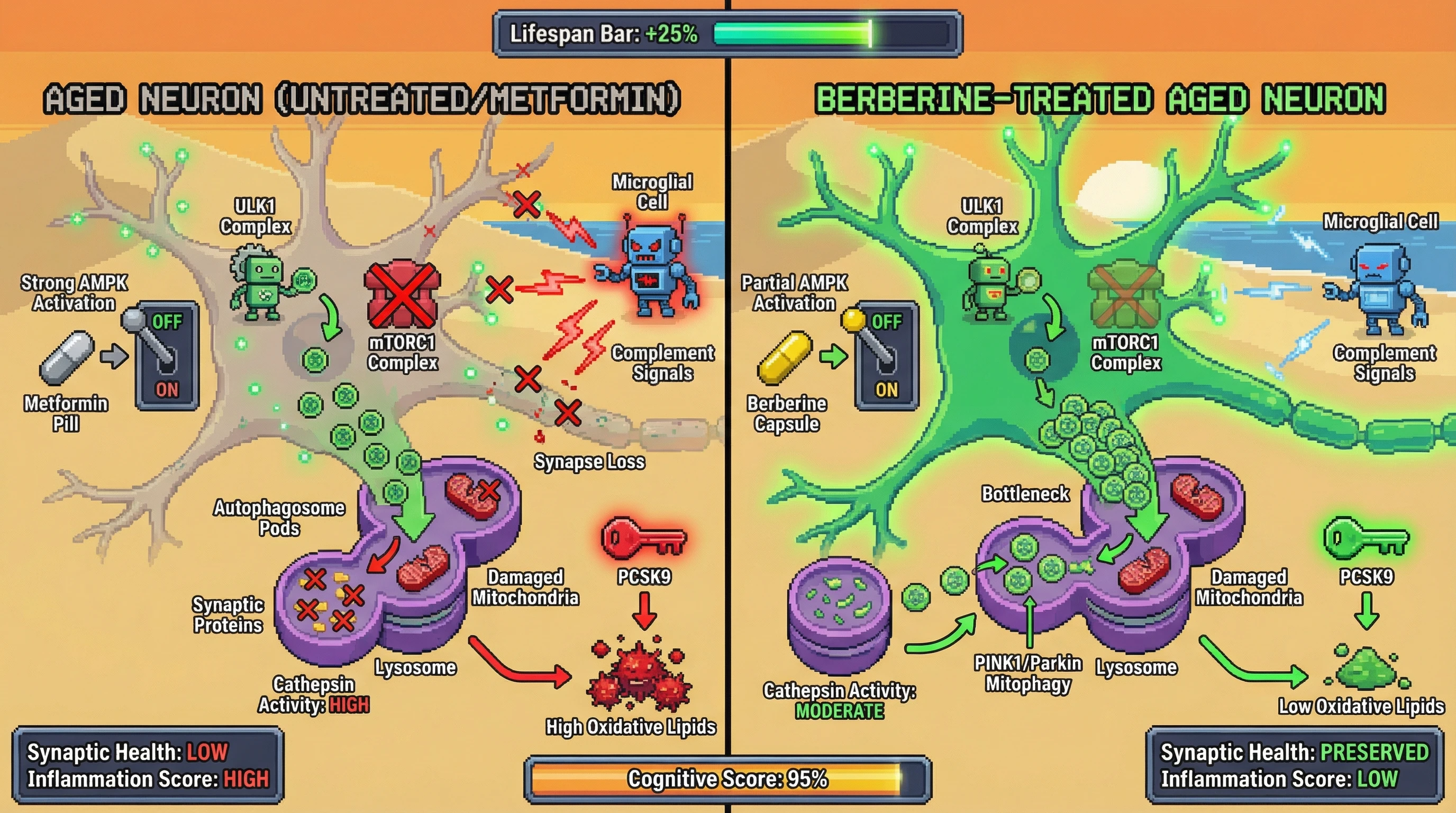Infographic for: Berberine’s partial AMPK activation preserves neurons by tuning autophagic flux to spare synapses during aging
