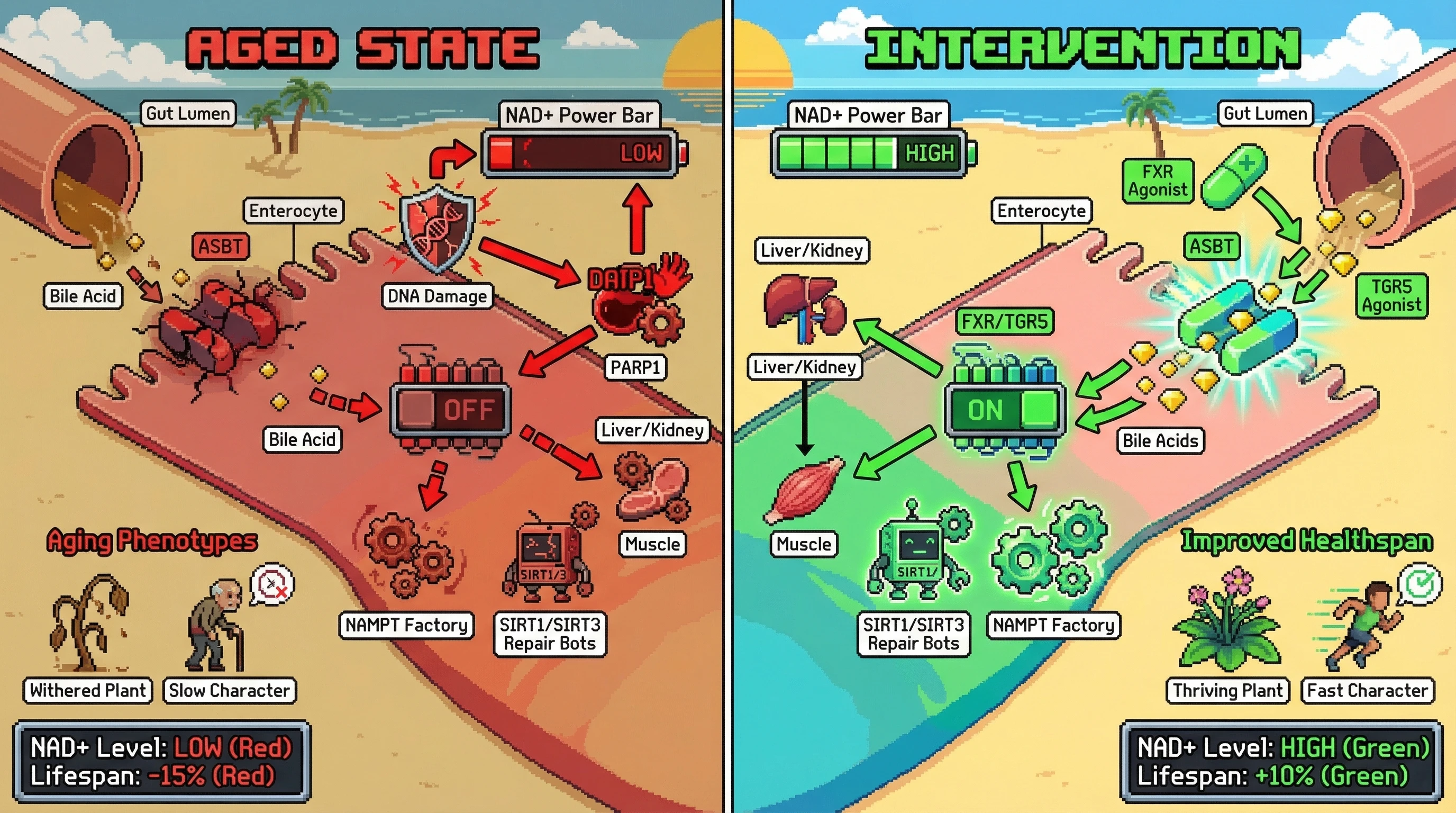 Infographic for: Age‑Related Loss of Ileal ASBT Drives NAD+ Decline by Dampening FXR/TGR5‑Dependent Salvage Pathways